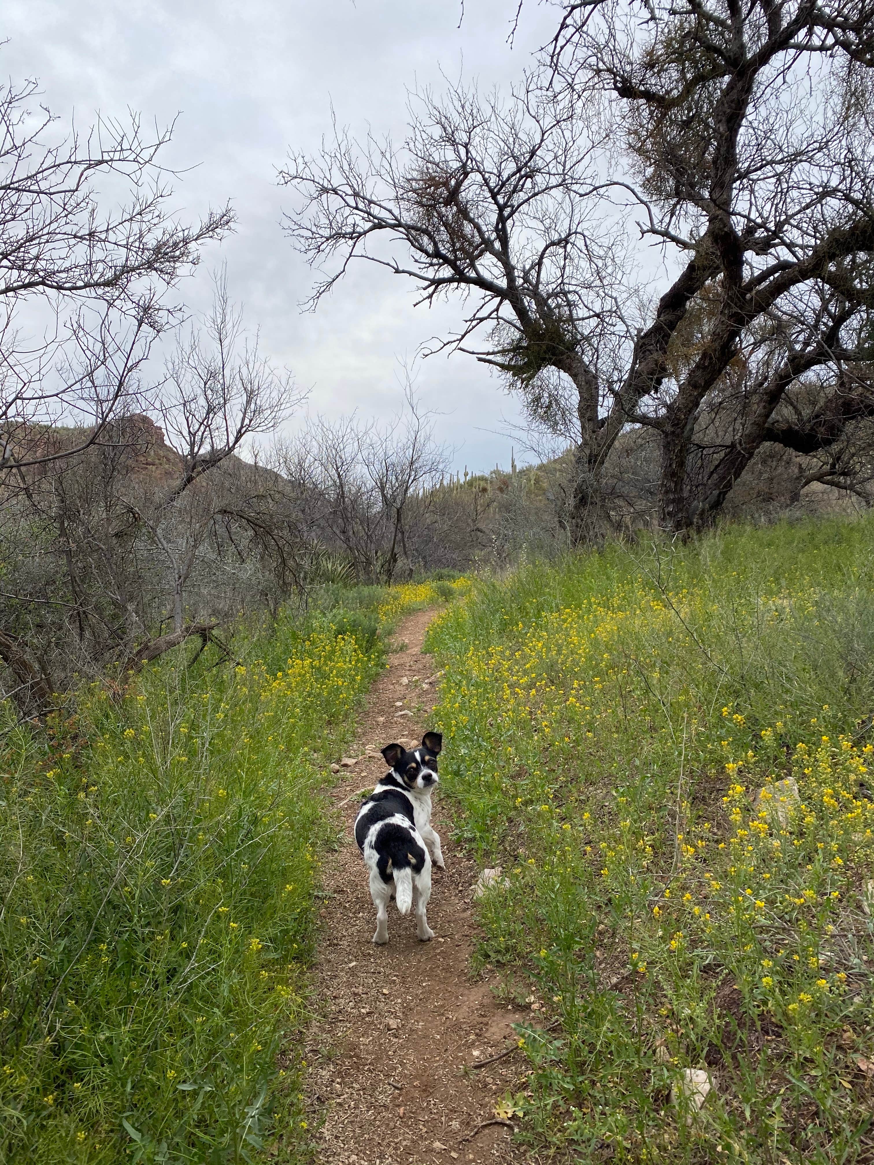 Brad F.'s photo of camping with pets at Colossal Cave Mountain Park near Saguaro National Park