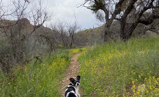 Brad F.'s photo of camping with pets at Colossal Cave Mountain Park near Dragoon, AZ
