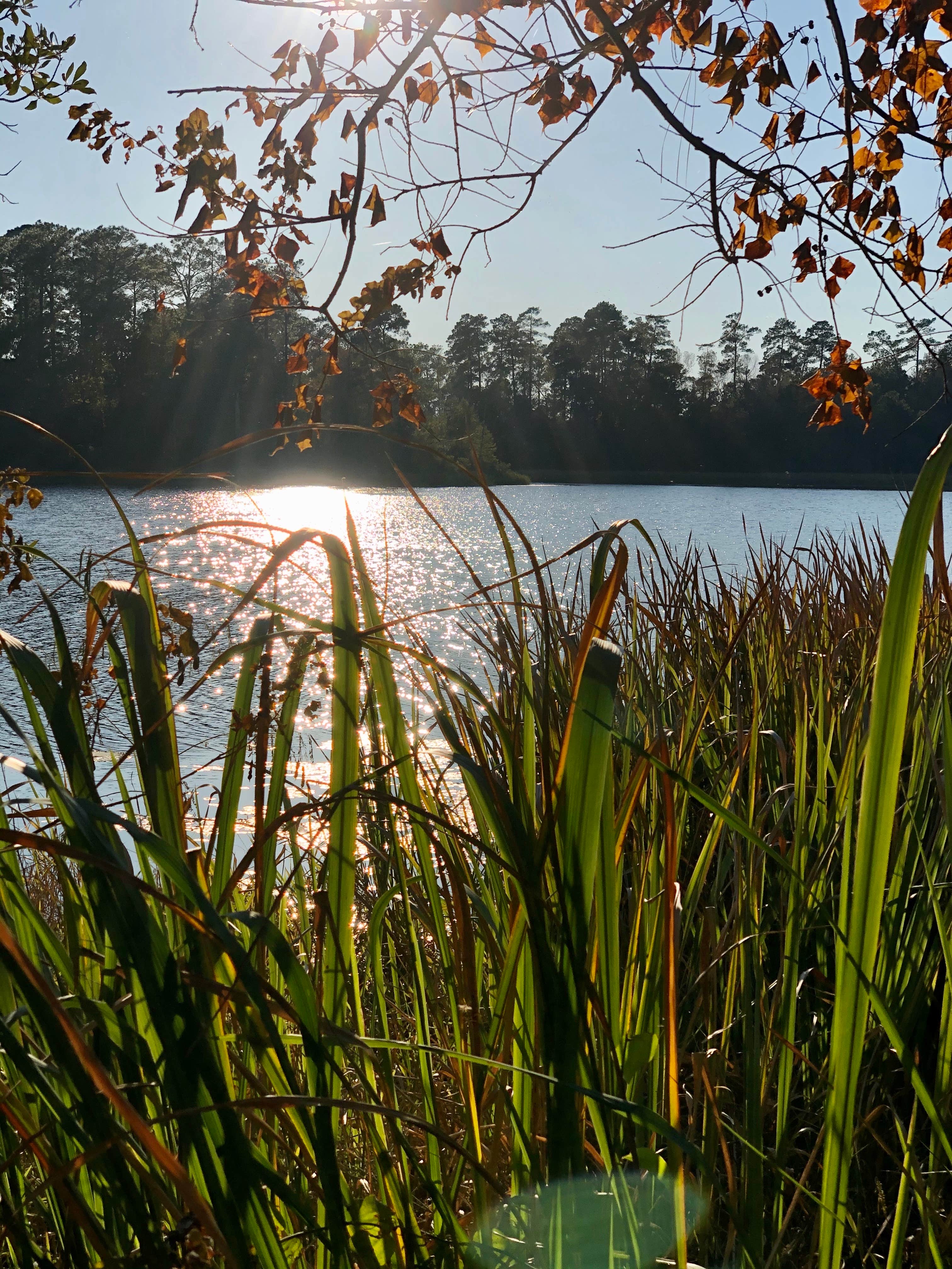 Camper-submitted photo at Indian Creek Recreation Area in Louisiana