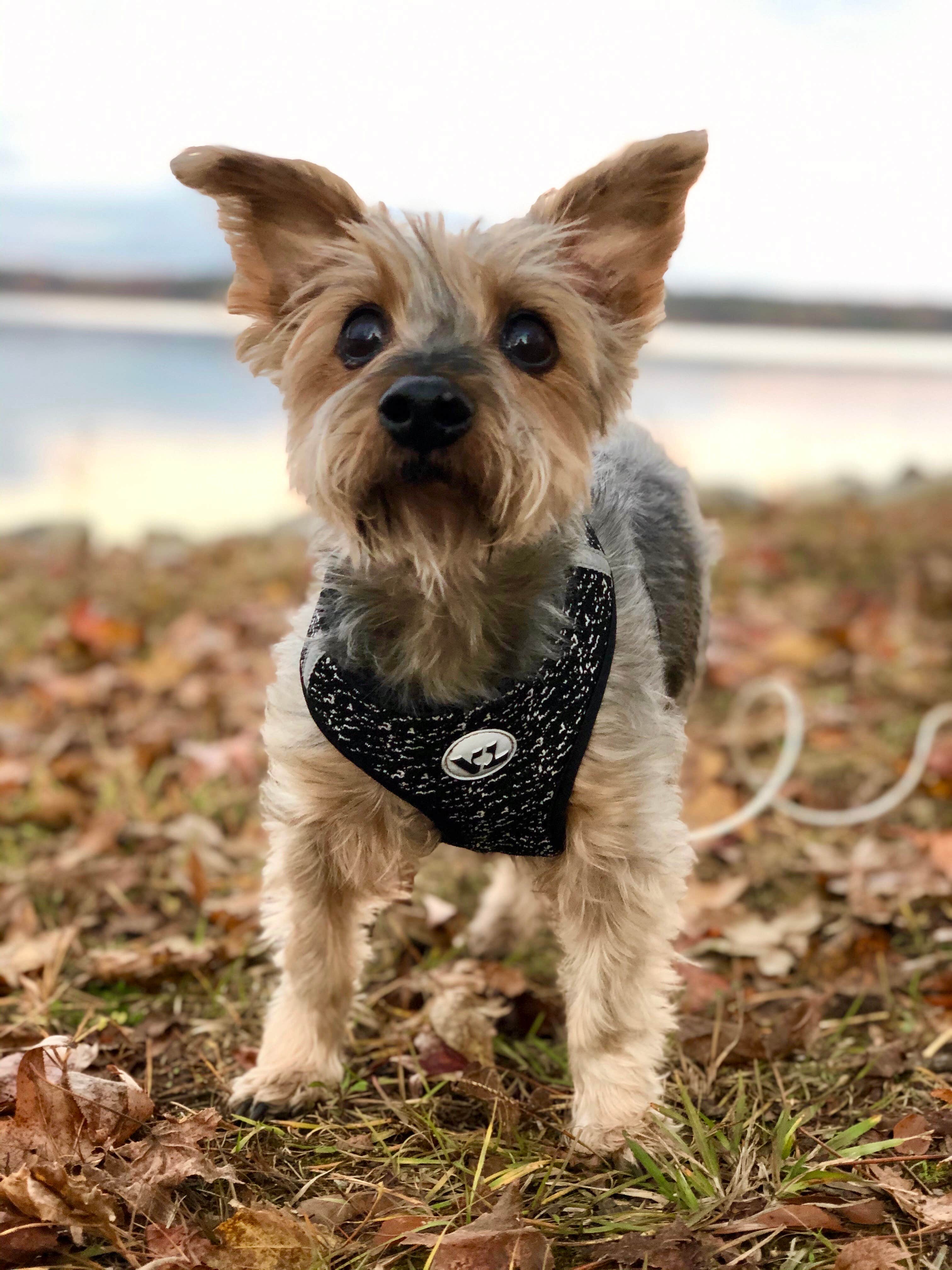 Layla D.'s photo of camping with pets at COE Okatibbee Lake Twiltley Branch Campground near Decatur, MS