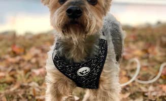 Layla D.'s photo of camping with pets at COE Okatibbee Lake Twiltley Branch Campground in Mississippi