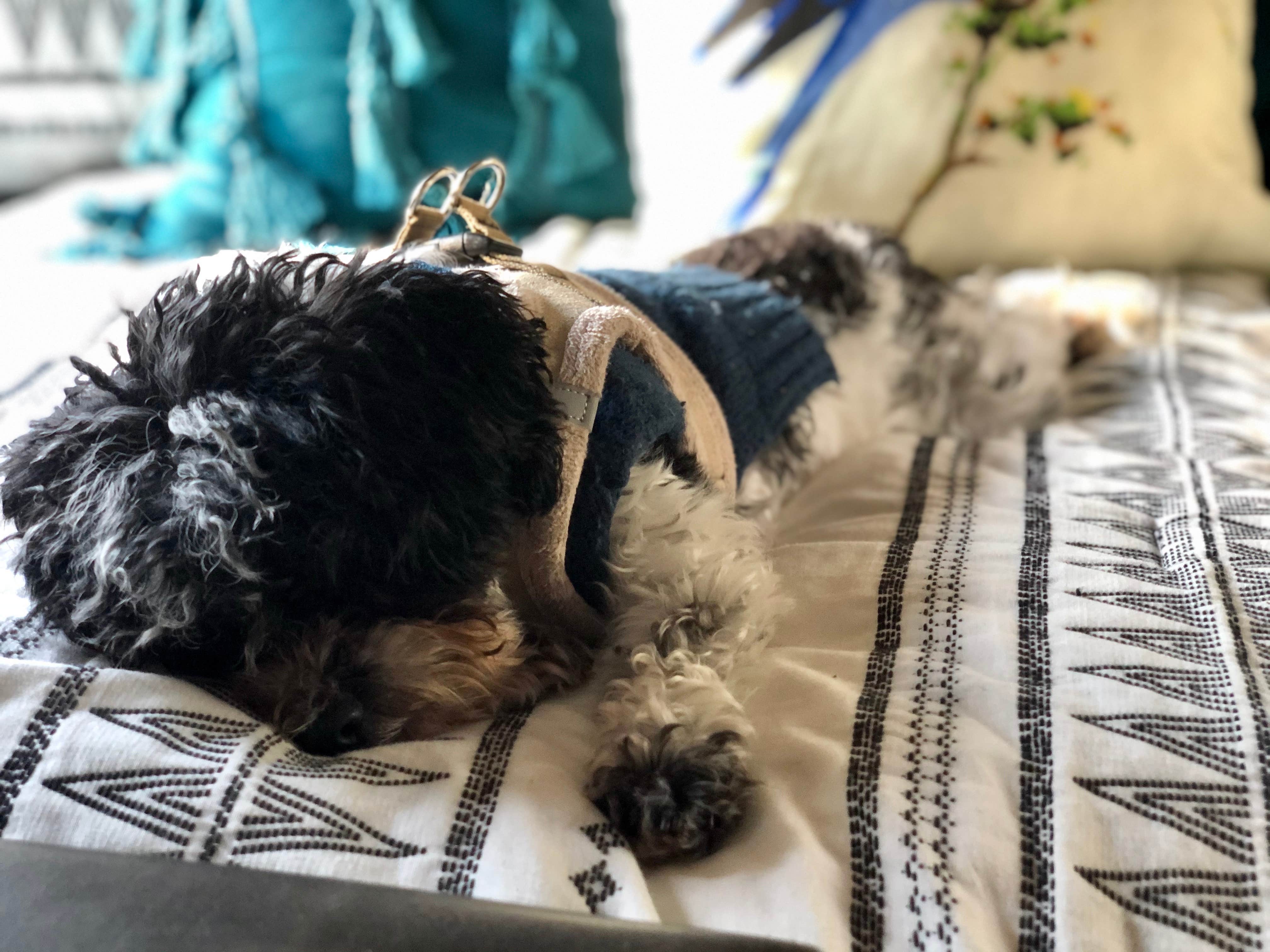 Layla D.'s photo of camping with pets at Bogue Chitto State Park Campground near Picayune, MS