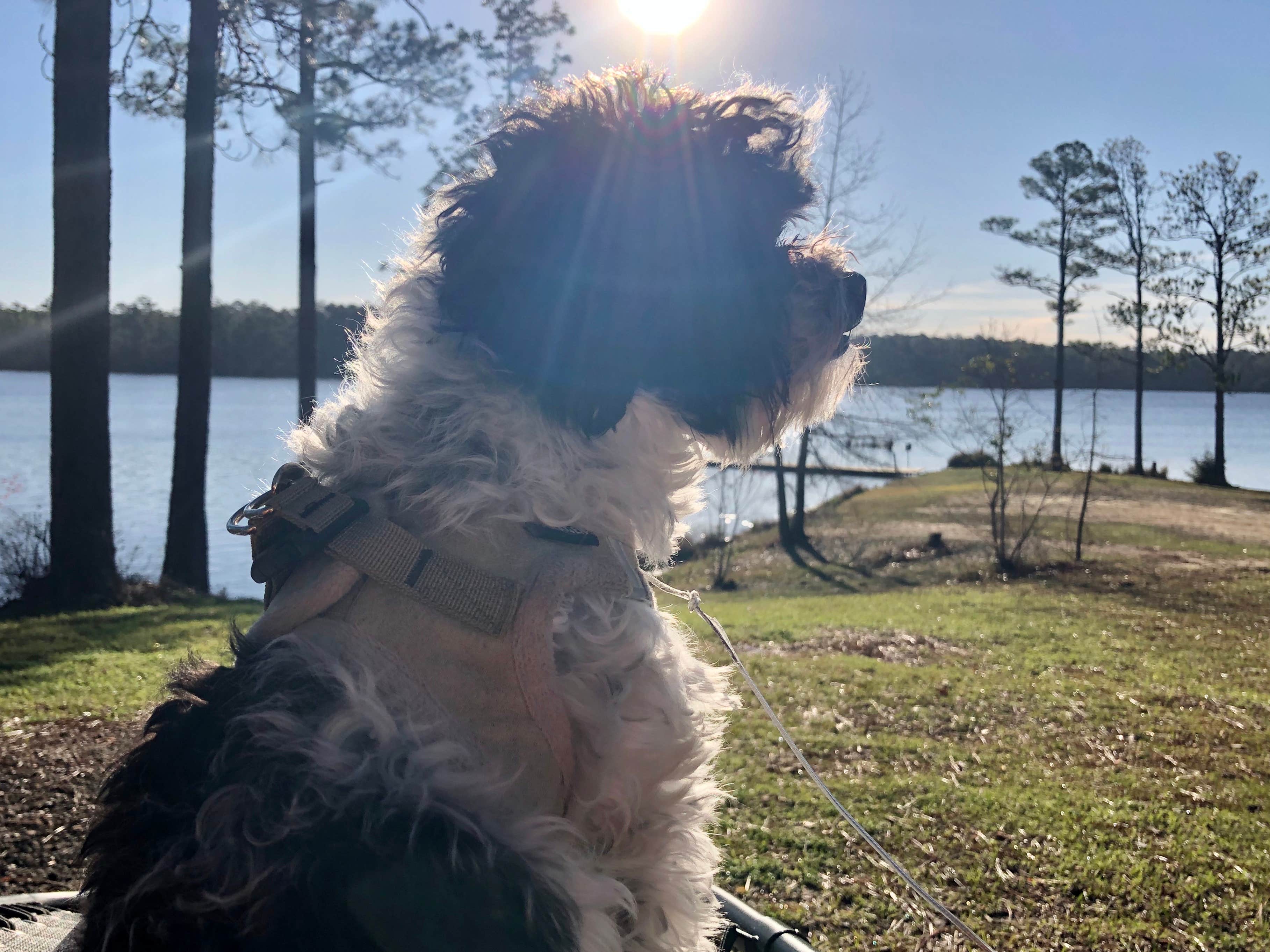 Layla D.'s photo of camping with pets at Paul B. Johnson State Park Campground near Foxworth, MS