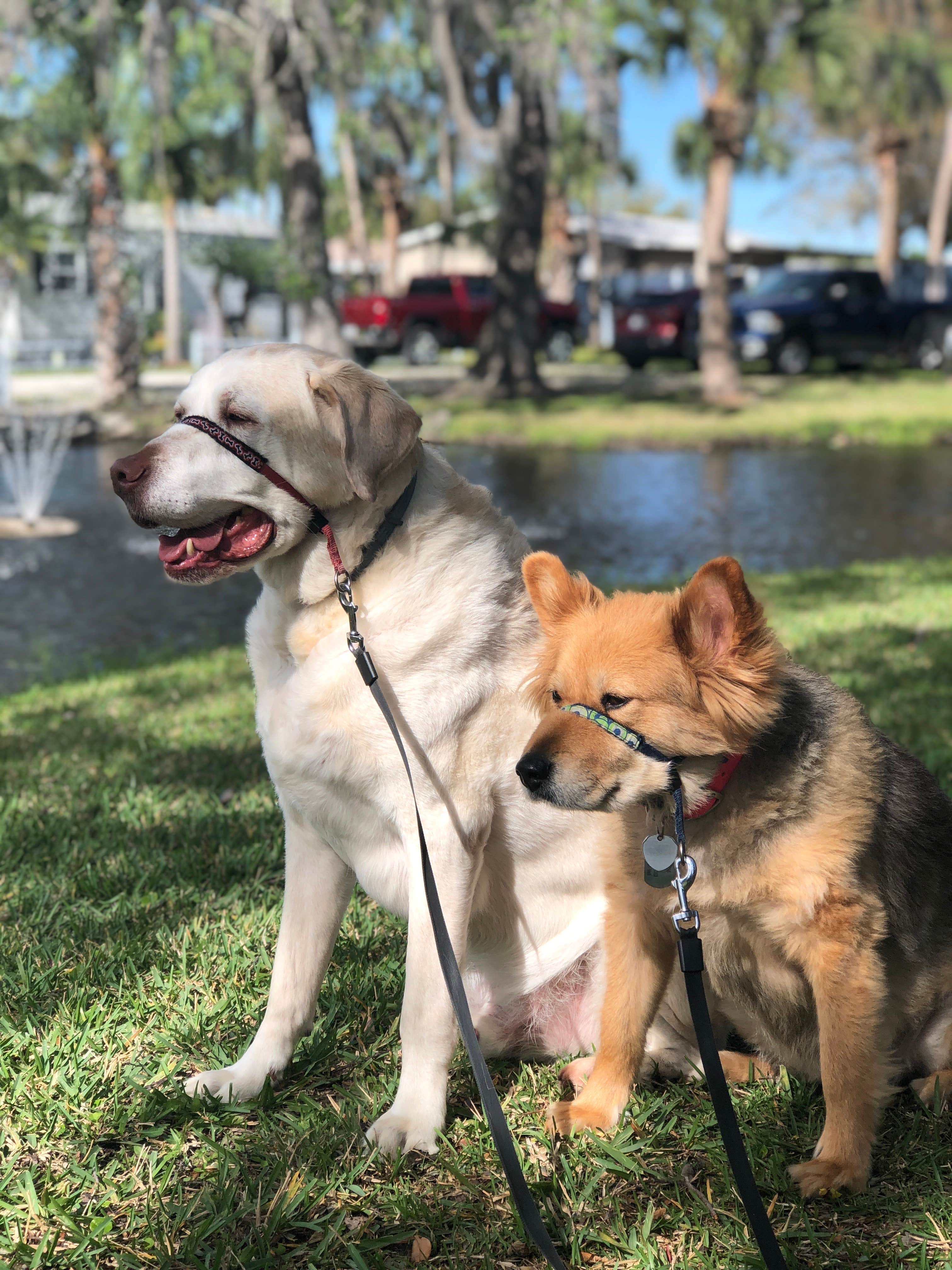 Laura H.'s photo of camping with pets at Encore Space Coast near Cape Canaveral, FL