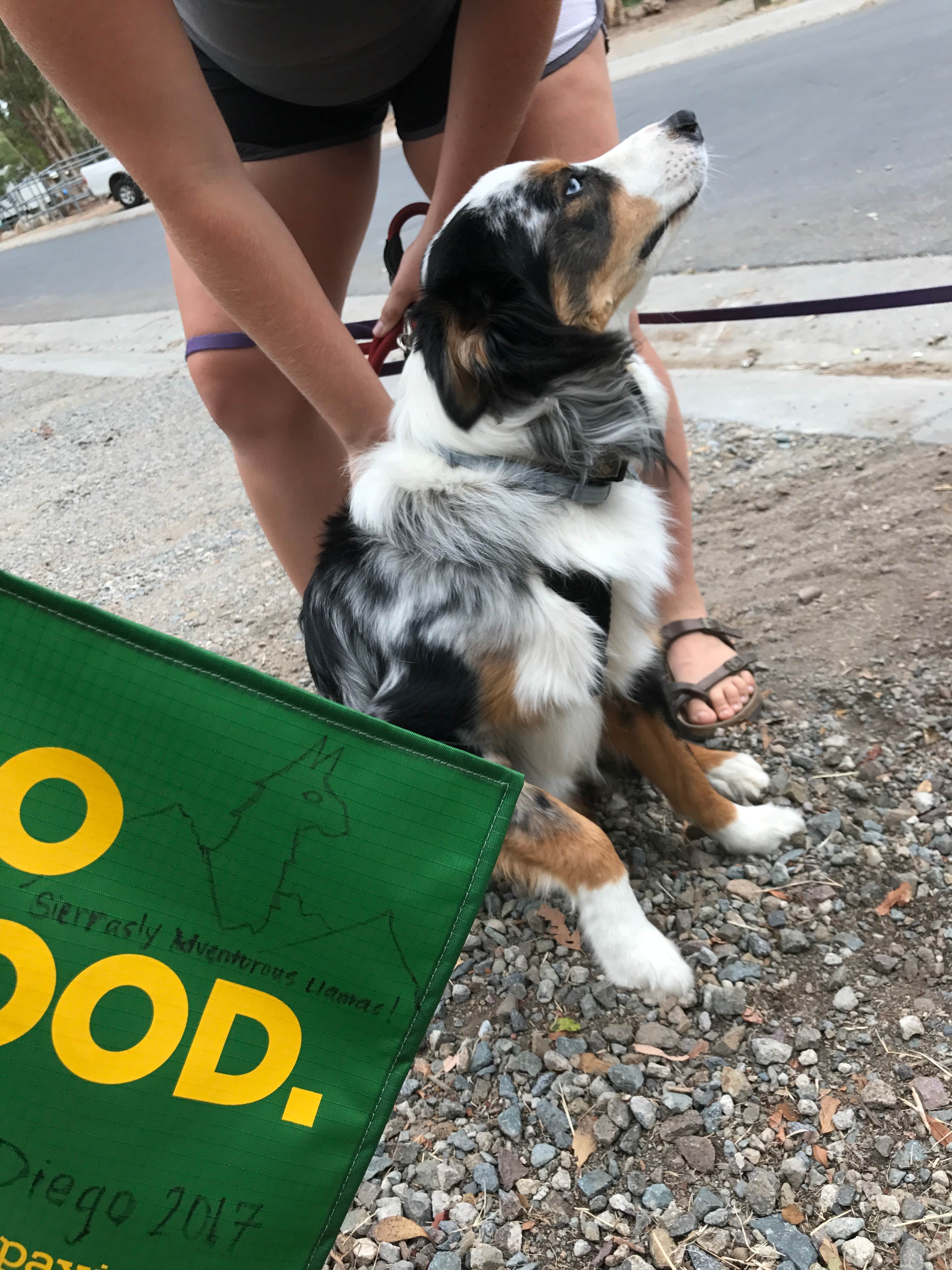 Valerie D.'s photo of camping with pets at Sweetwater near Mono Hot Springs, CA