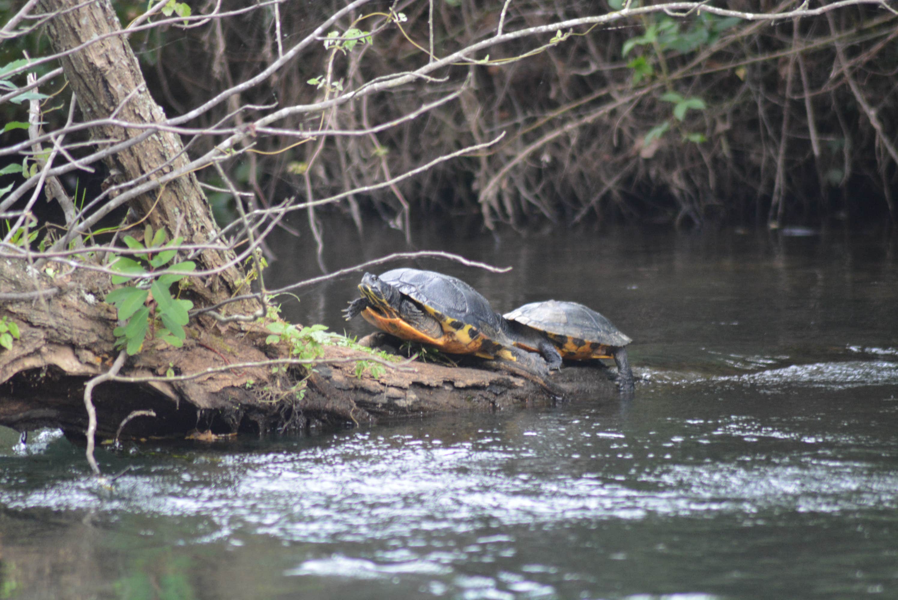 Camper-submitted photo at Heritage RV Park near Aiken, SC