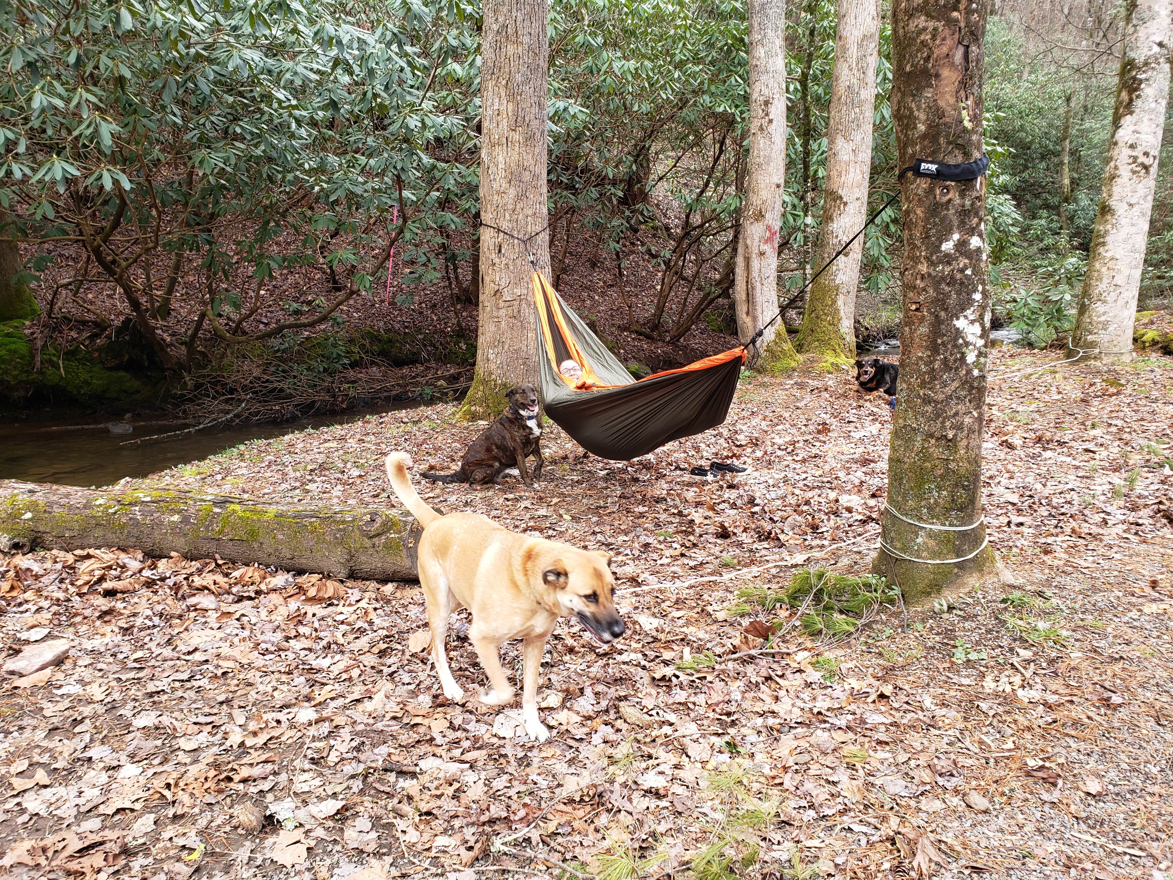 Michael L.'s photo of camping with pets at Appalachian Campground near Helen, GA
