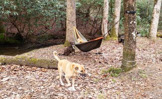 Michael L.'s photo of camping with pets at Appalachian Campground in Georgia