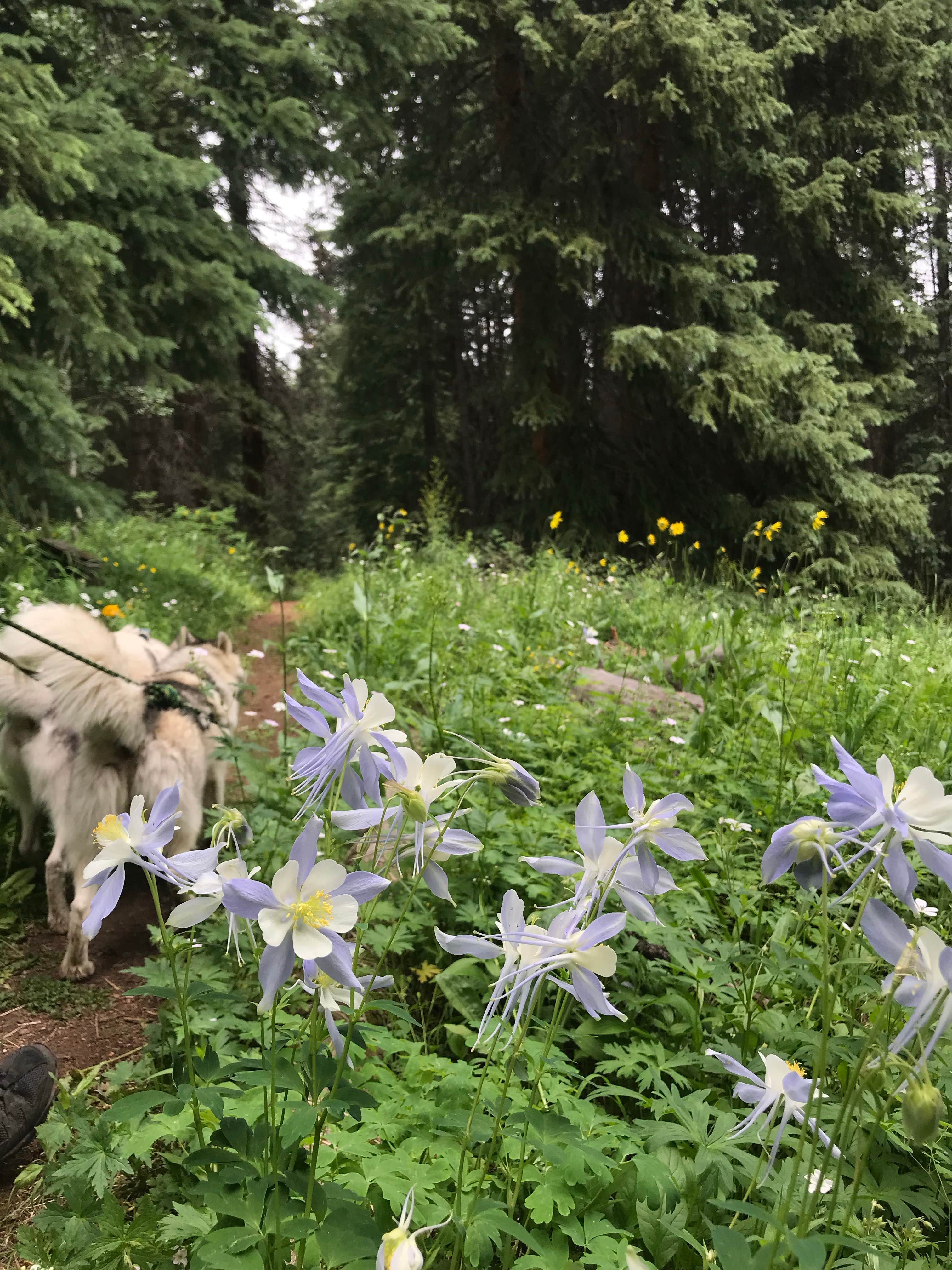 Monique B.'s photo of camping with pets at Yeoman Park near White River National Forest