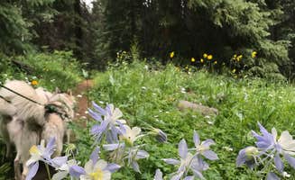 Monique B.'s photo of camping with pets at Yeoman Park near White River National Forest