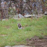 Review photo of Fort Mountain State Park Campground by Robert  T., April 23, 2020