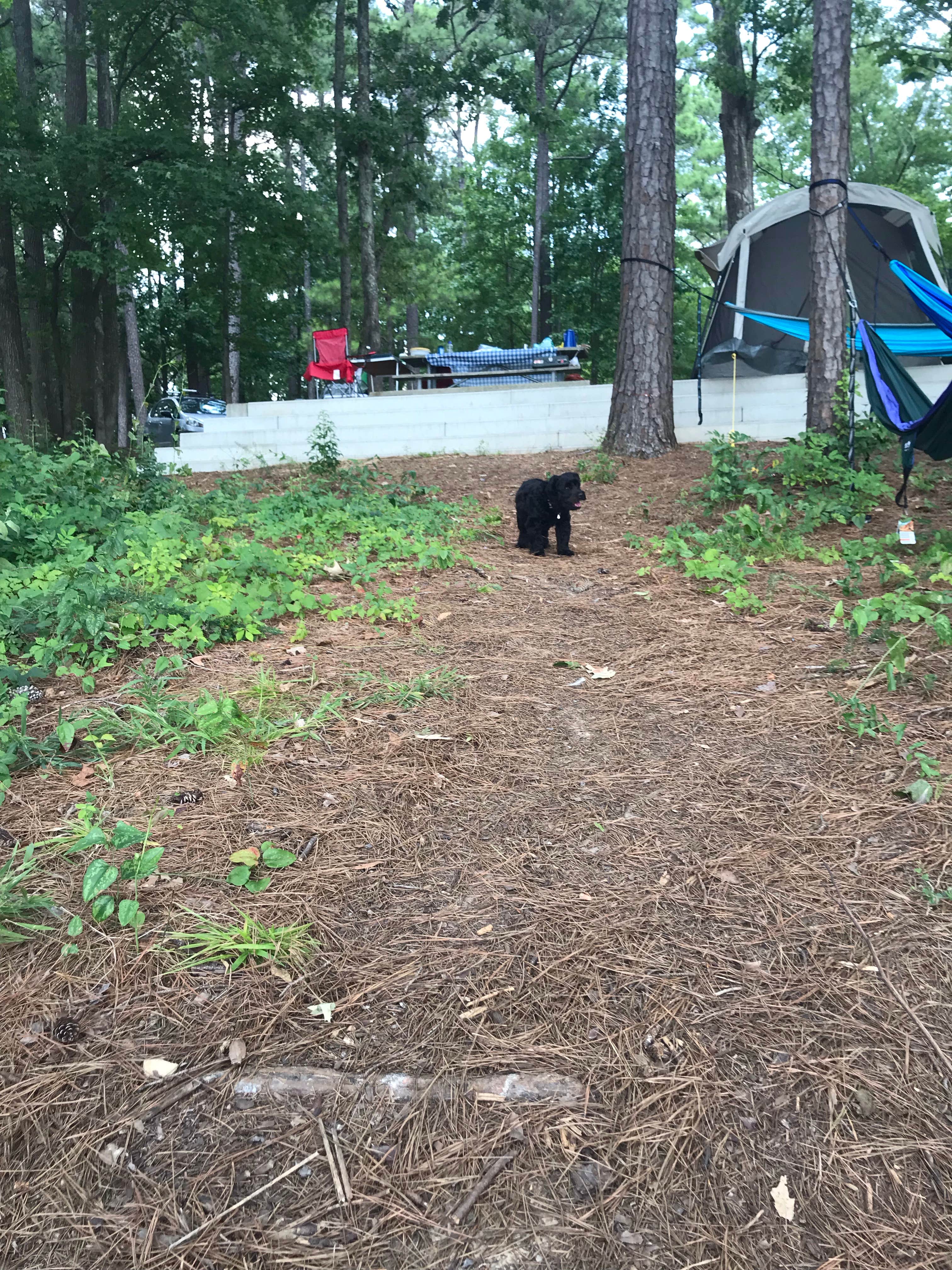 Camper submitted image from Piney Grove - 2