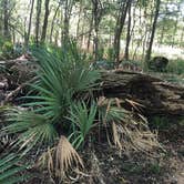 Review photo of Palmetto State Park Campground by Kingrex49 M., April 23, 2020