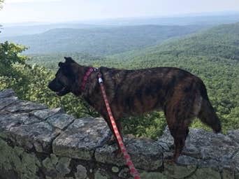 Lisa H.'s photo of camping with pets at White Rock Mountain Recreation Area near Ozark, AR