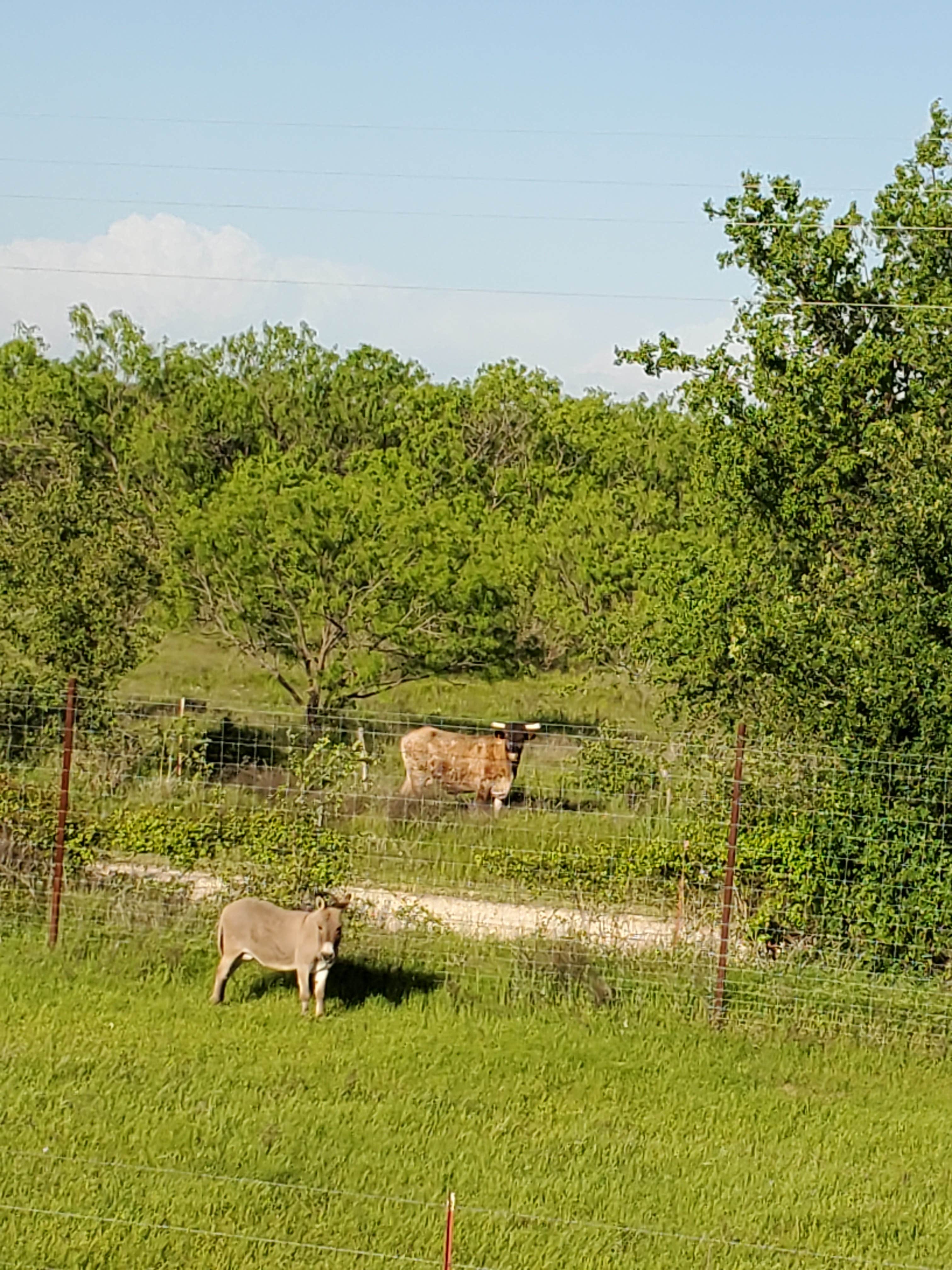 Camper submitted image from Hidden Lake RV Ranch - 5