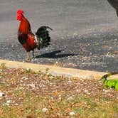 Review photo of Boyd's Key West Campground by Robin  B., April 25, 2020