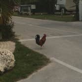 Review photo of Boyd's Key West Campground by Robin  B., April 25, 2020