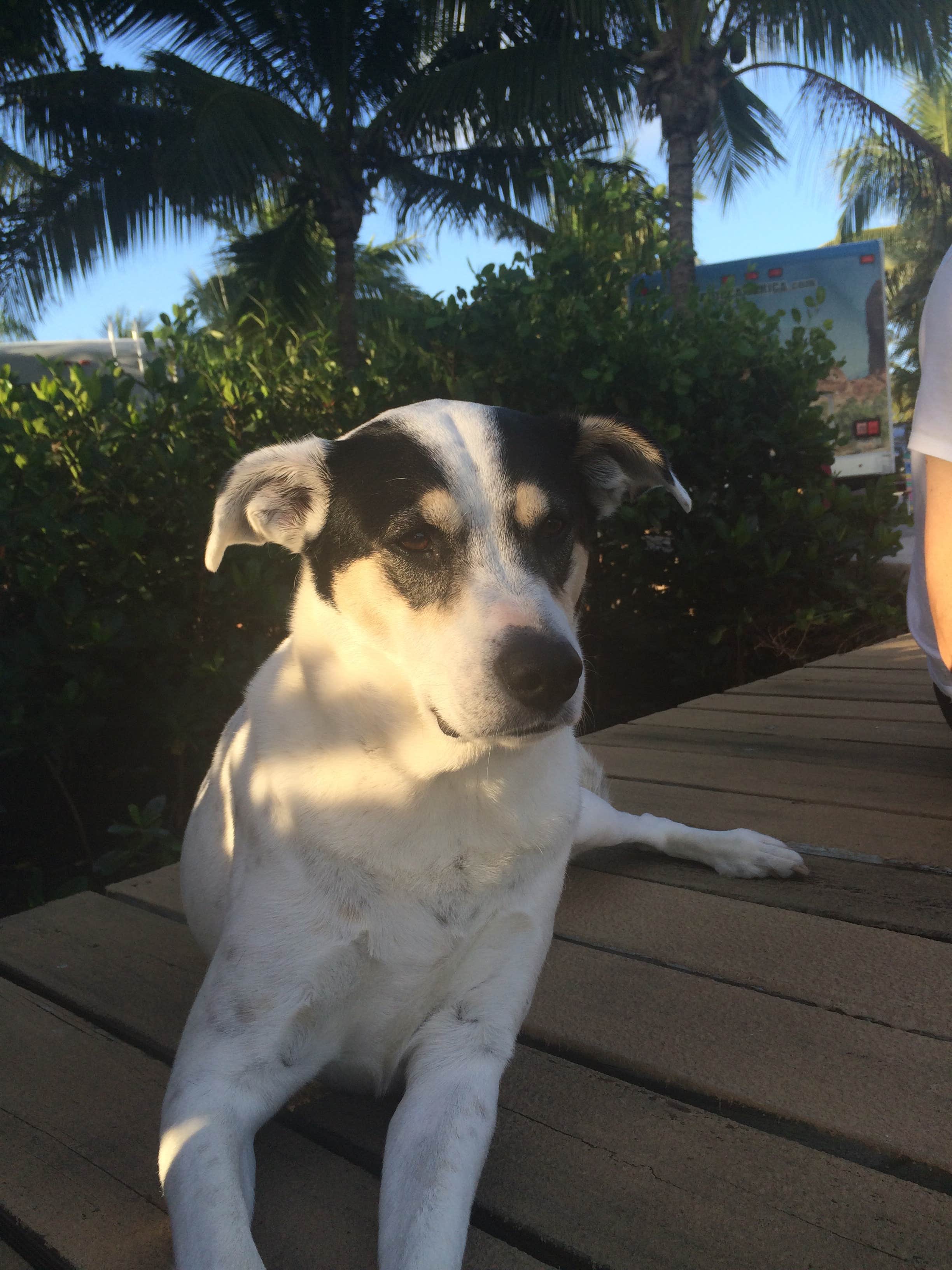 Robin  B.'s photo of camping with pets at Boyd's Key West Campground in Florida