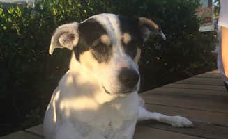 Robin  B.'s photo of camping with pets at Boyd's Key West Campground near Key West, FL