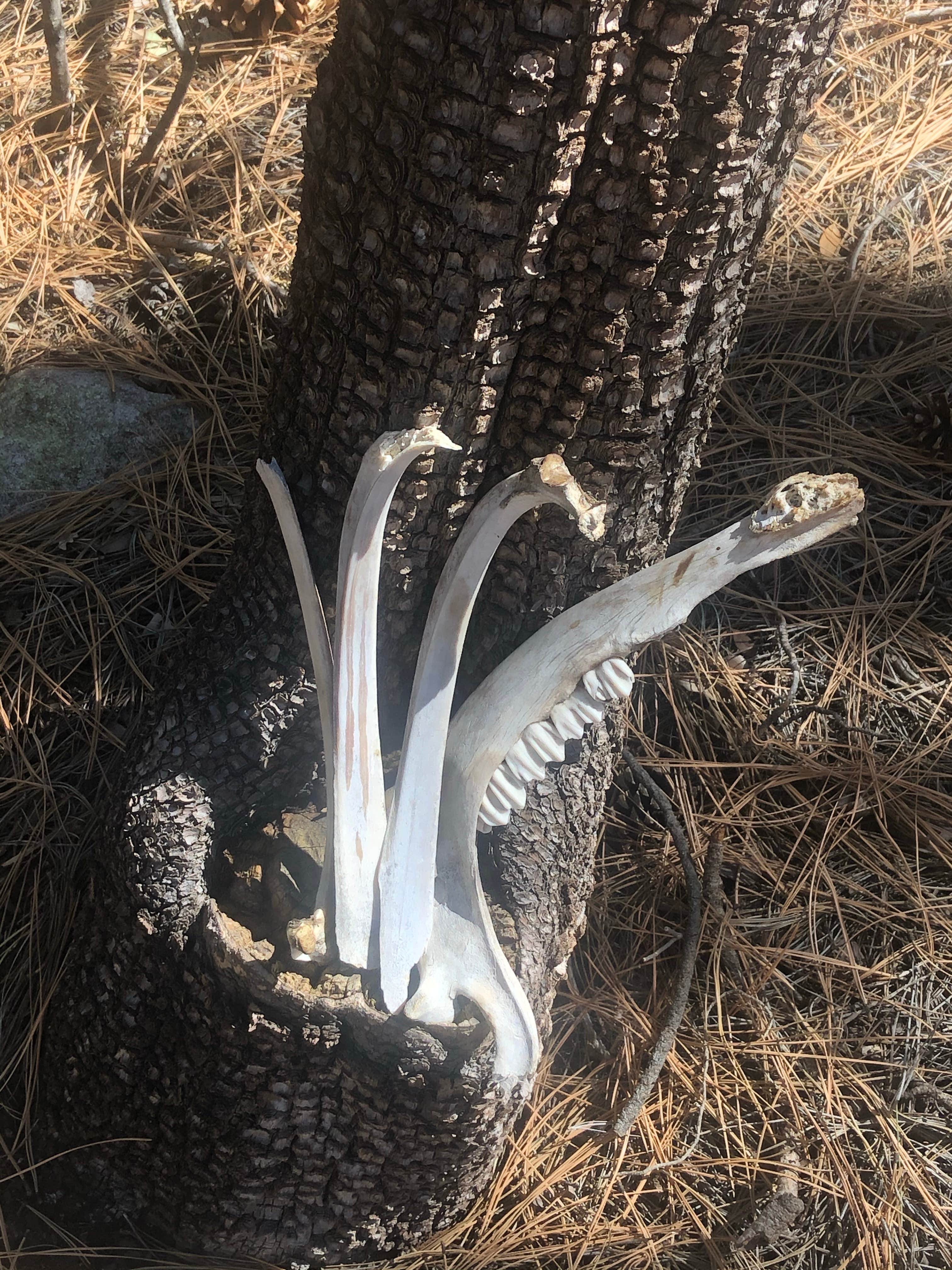 Camper-submitted photo at Three Rivers Campground near Luna, NM