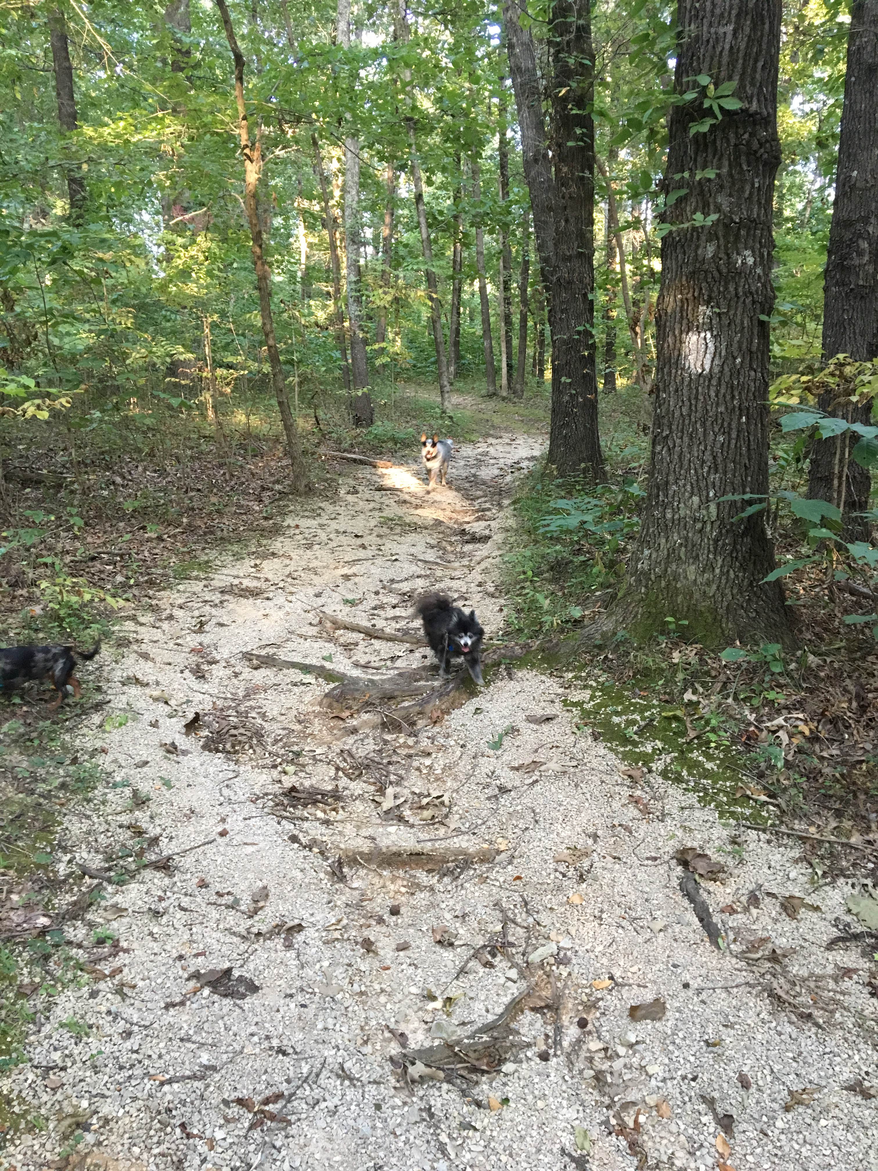 Camper submitted image from Lake Frierson State Park Campground - 2