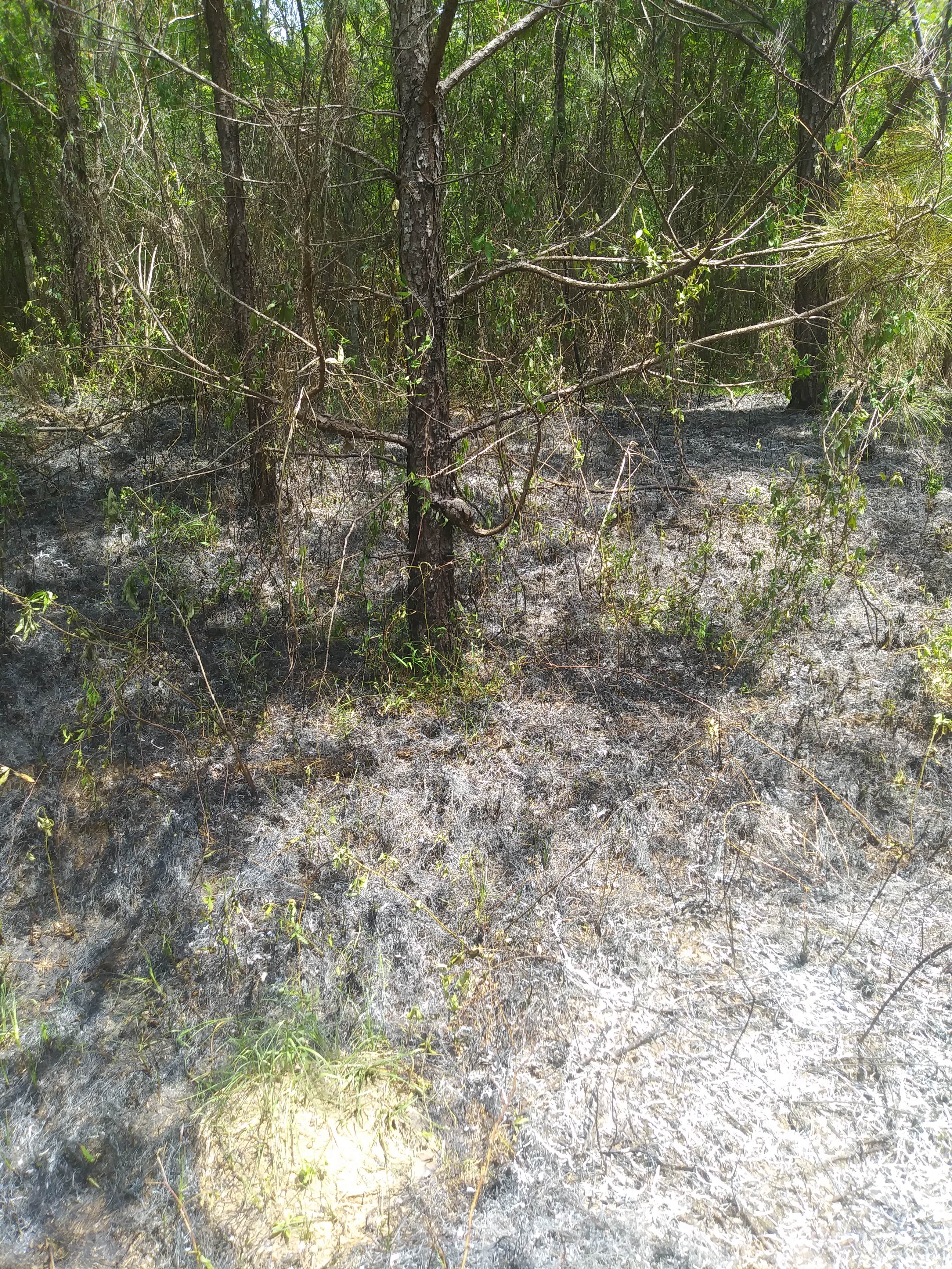 Camper-submitted photo at Murchison Farm near Andalusia, AL