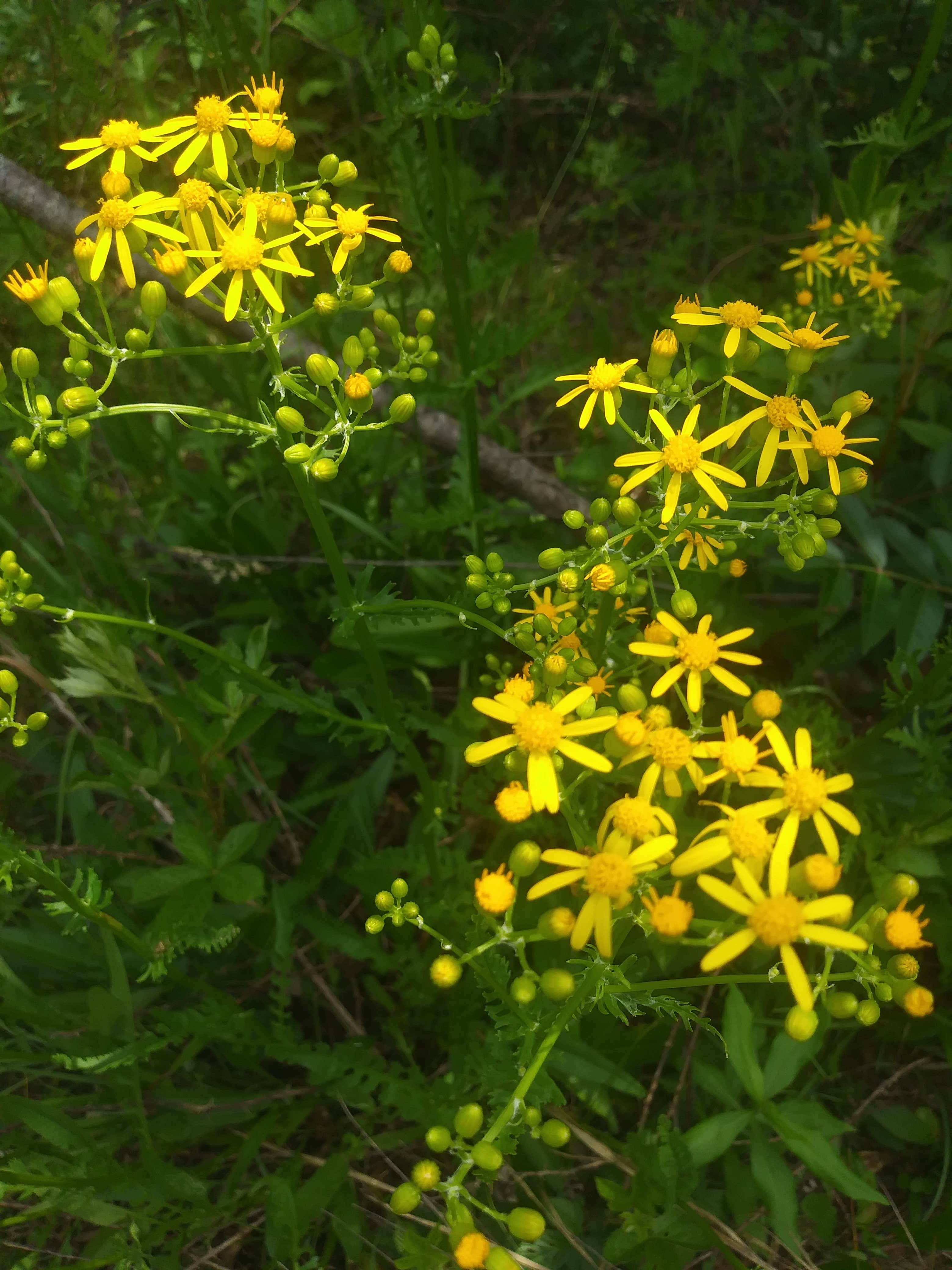 Camper-submitted photo at Murchison Farm near Andalusia, AL