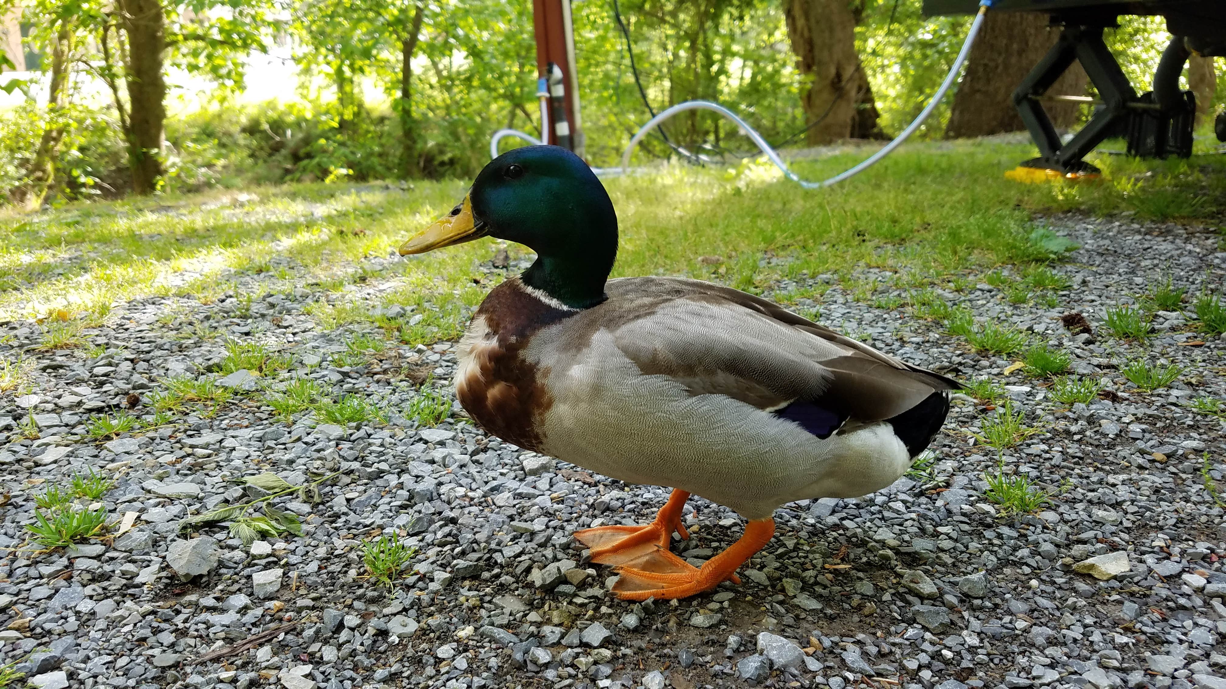 Camper-submitted photo at Clabough's Campground near Kodak, TN