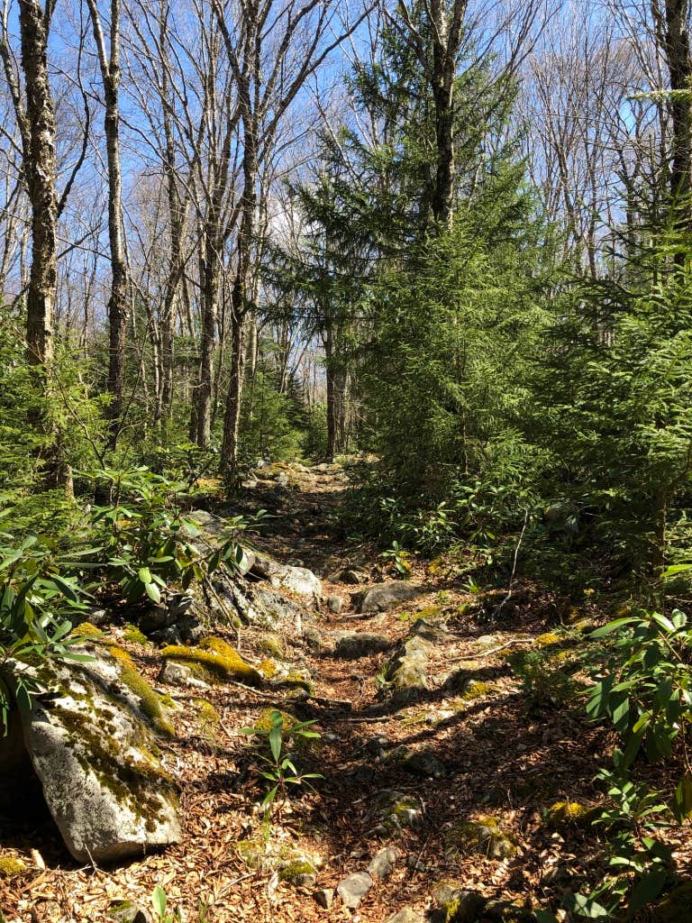 Red Creek Campground The Dyrt