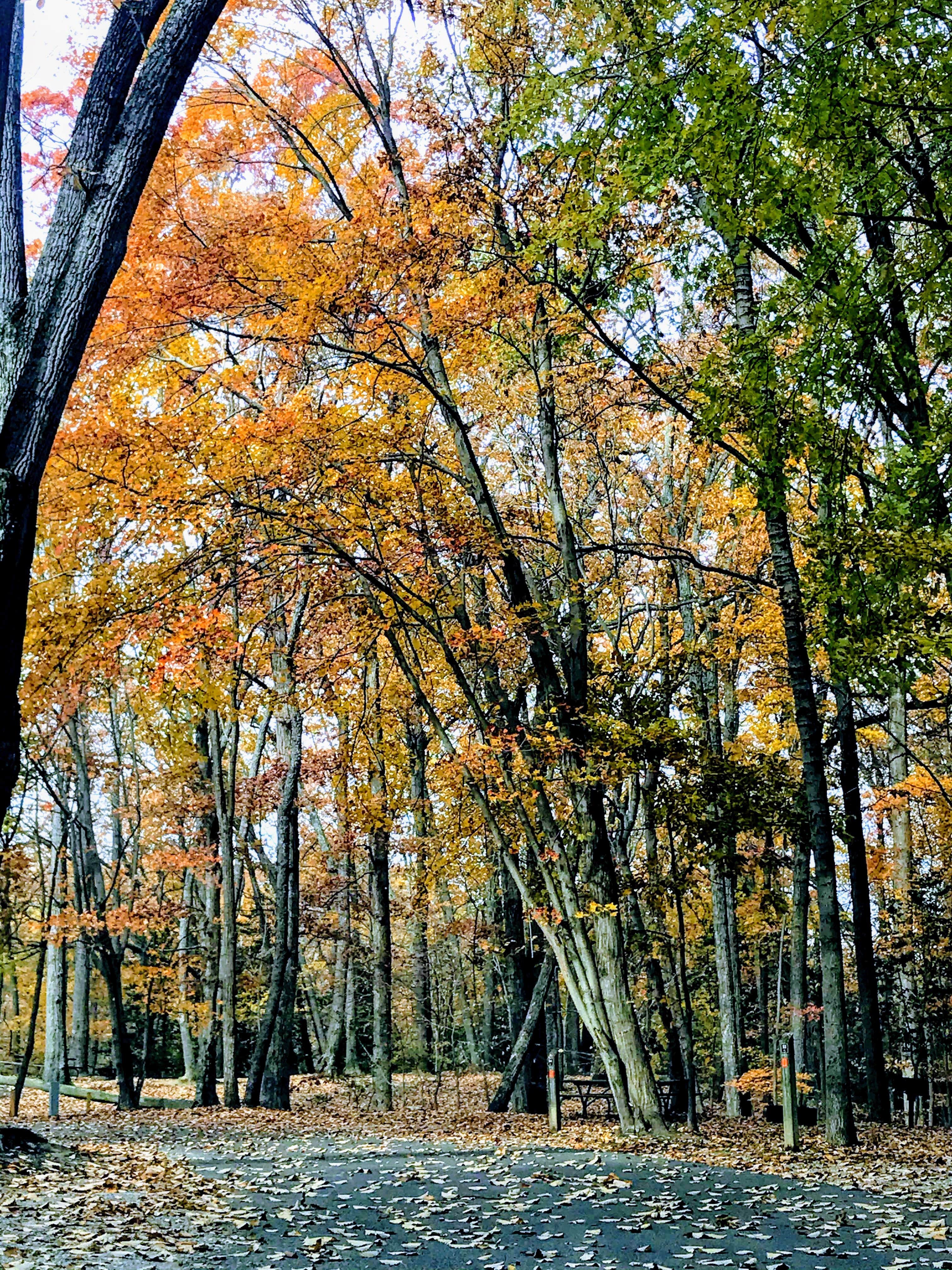 Camper submitted image from Pohick Bay Campground - 2