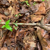 Review photo of Staunton River State Park Campground by Chaz M., April 26, 2020