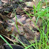 Review photo of Staunton River State Park Campground by Chaz M., April 26, 2020