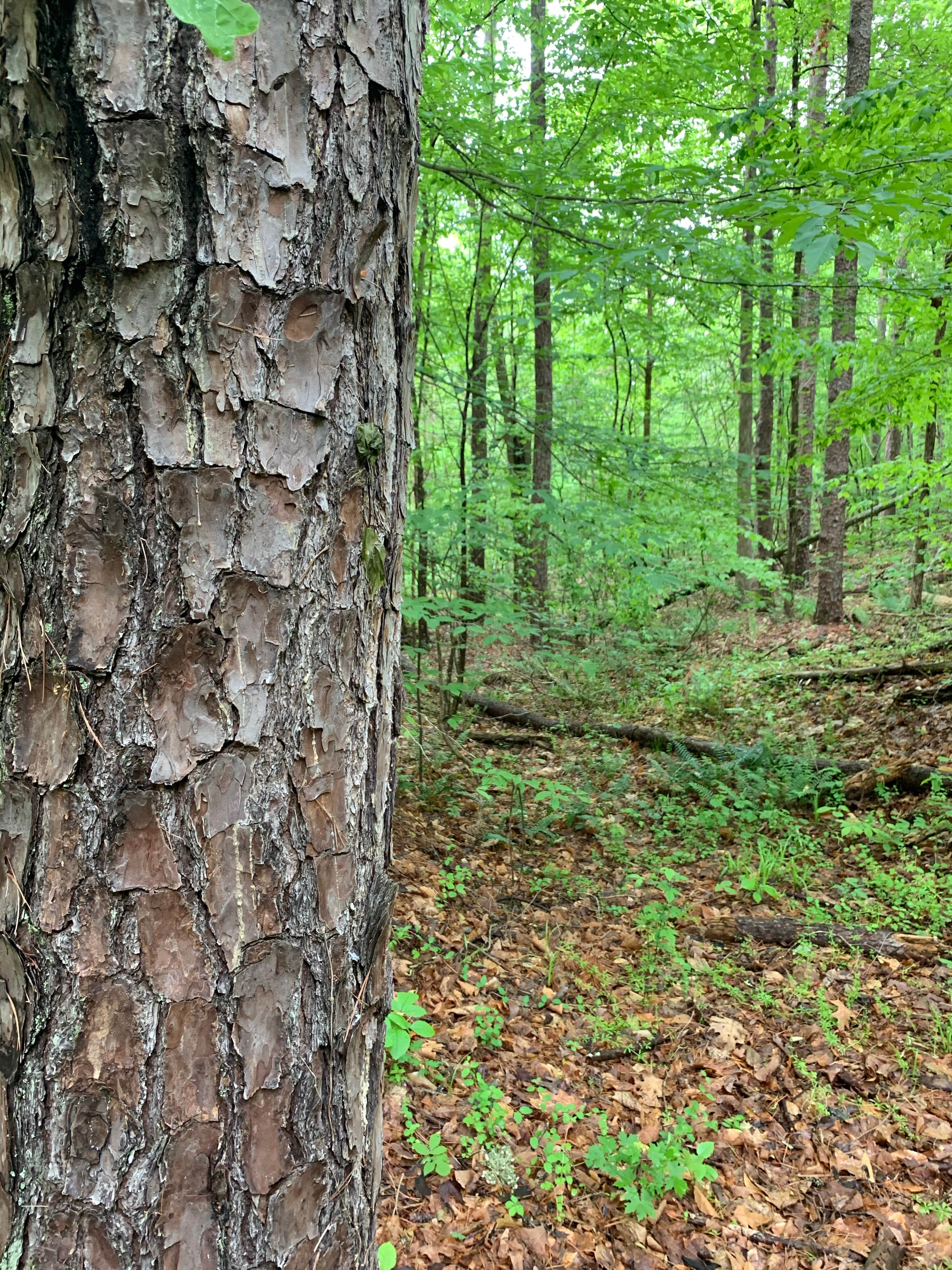 Camper-submitted photo at Staunton River State Park Campground near Altavista, VA