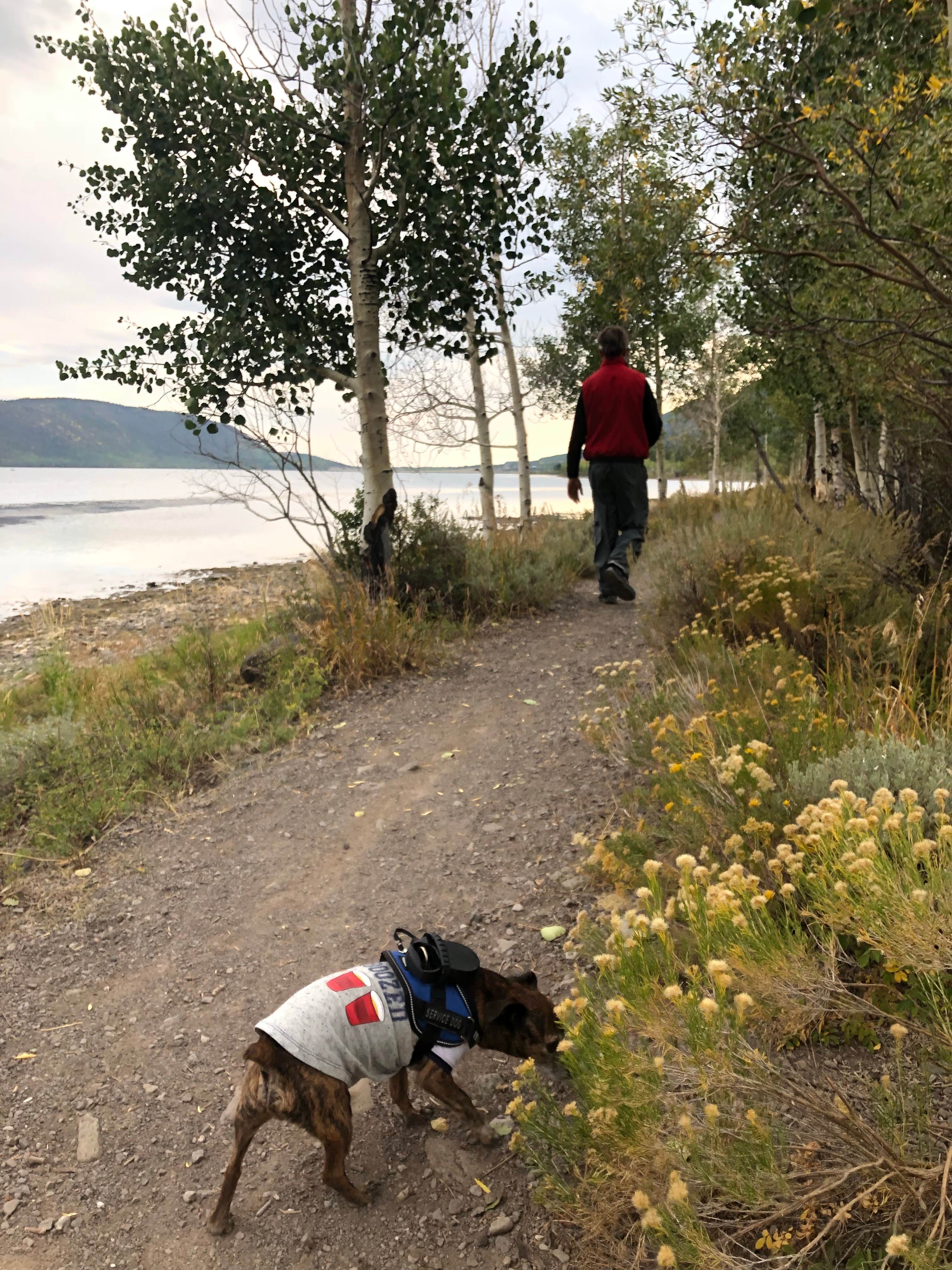 Alicia F.'s photo of camping with pets at Bowery Creek near Richfield, UT