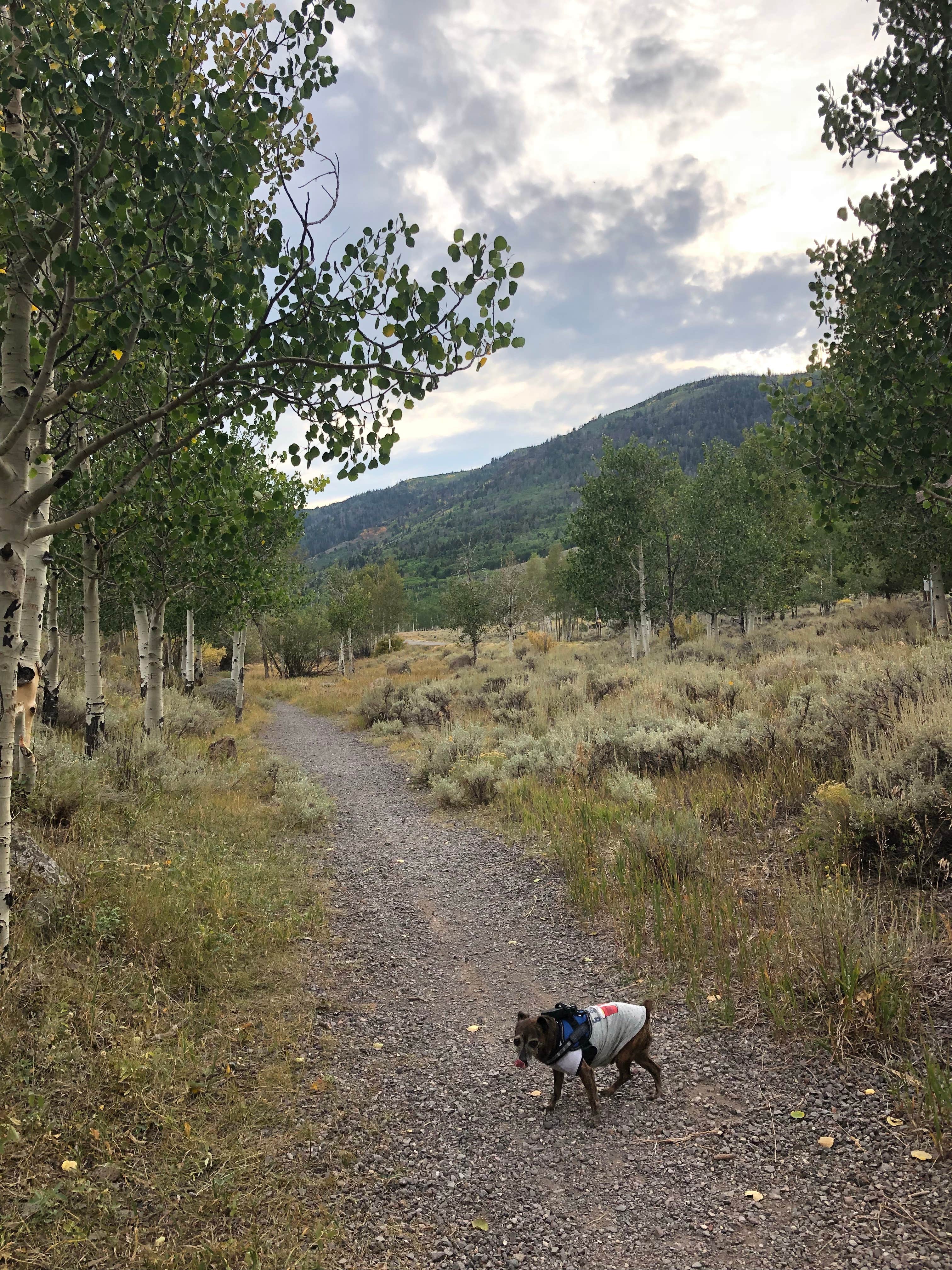 Alicia F.'s photo of camping with pets at Bowery Creek near Fishlake National Forest