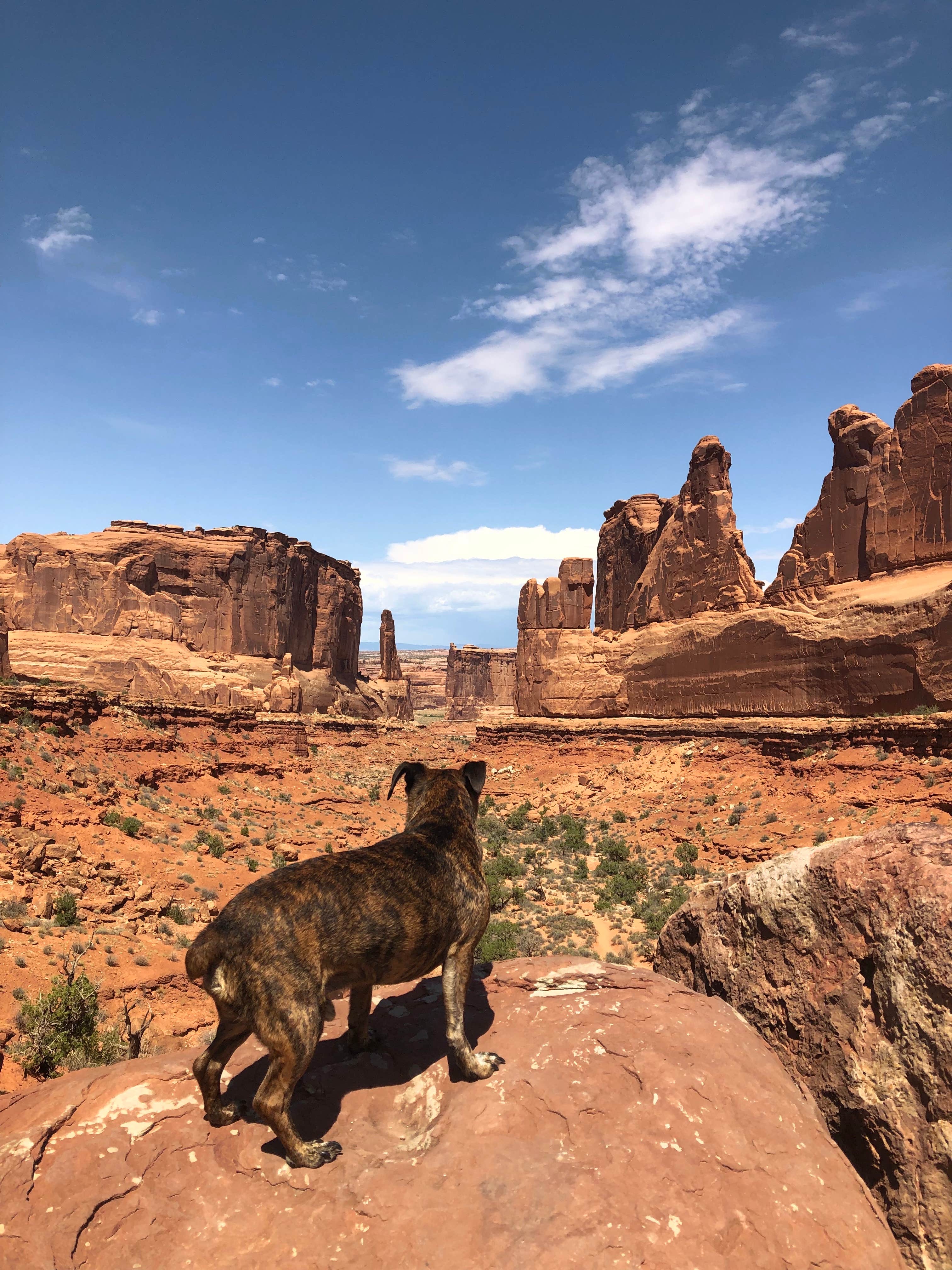 Alicia F.'s photo of camping with pets at Sand Flats Recreation Area near Moab, UT