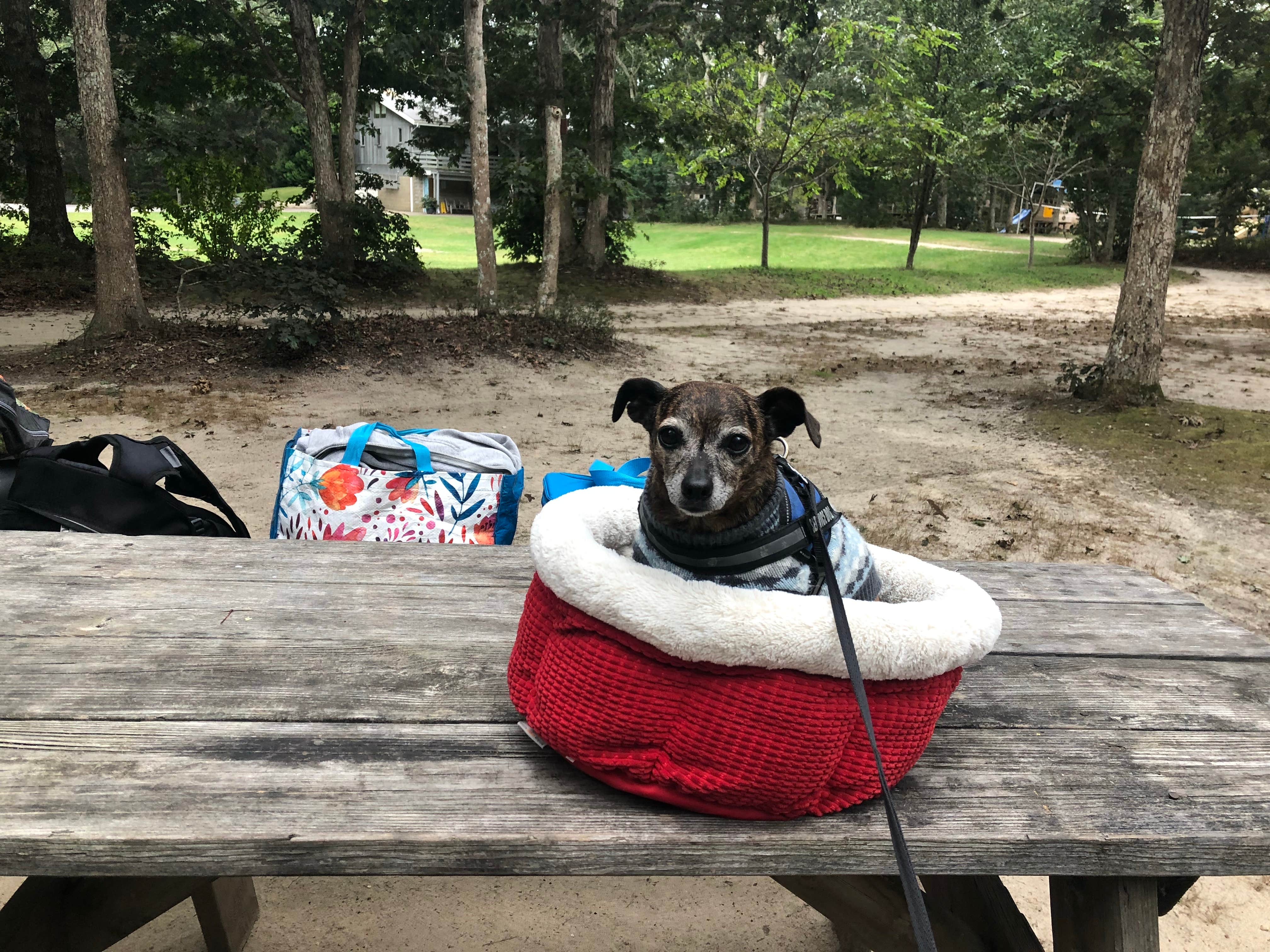 Camper-submitted photo at Marthas Vineyard Family Campground near Oak Bluffs, MA