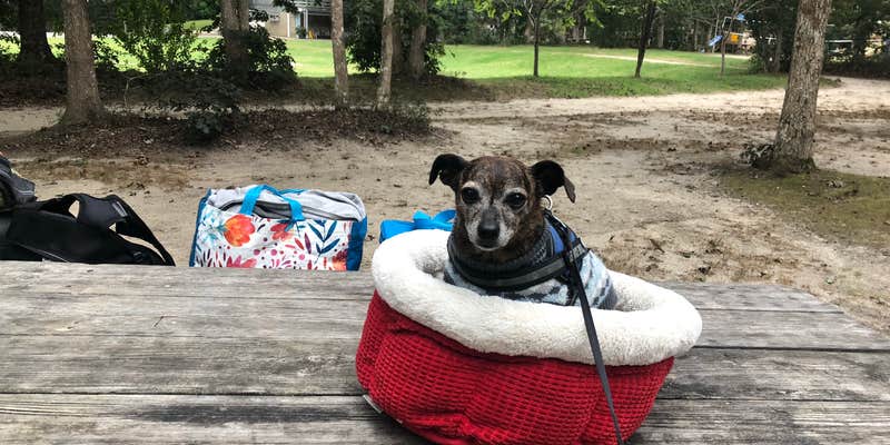 Camper submitted image from Marthas Vineyard Family Campground