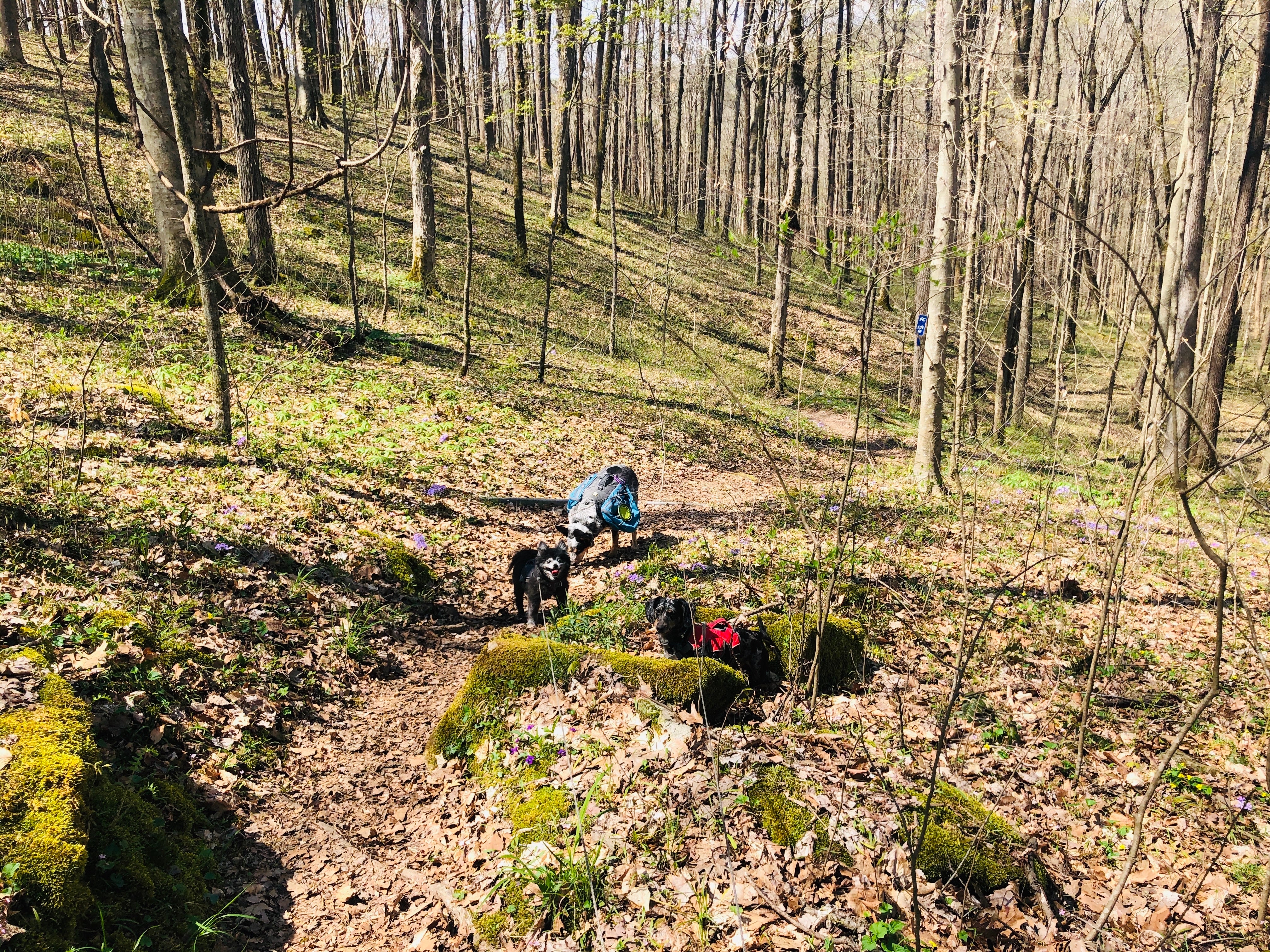 Camper submitted image from First Creek Dispersed Camping — Mammoth Cave National Park - 3