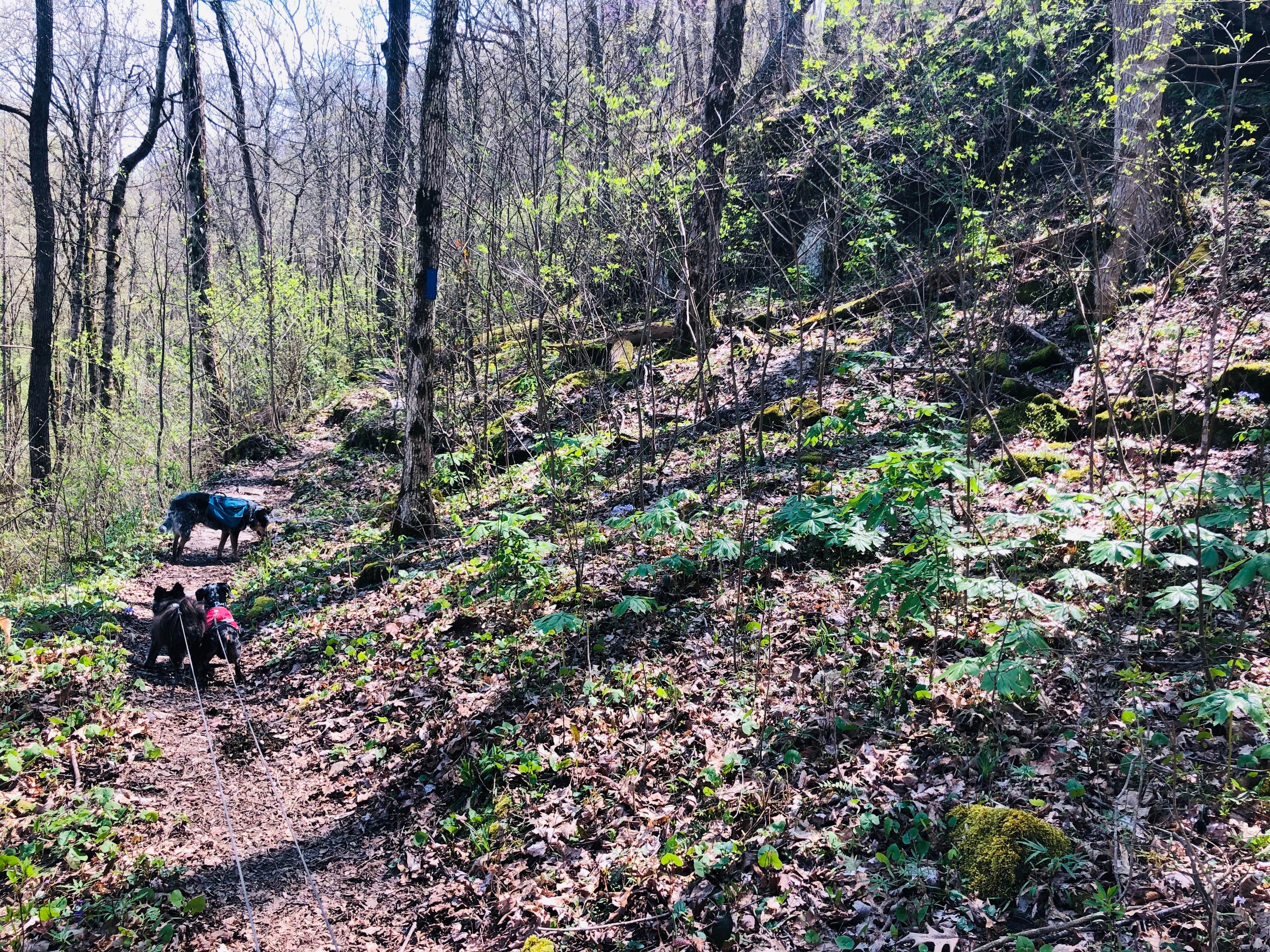 Camper submitted image from First Creek Dispersed Camping — Mammoth Cave National Park - 3