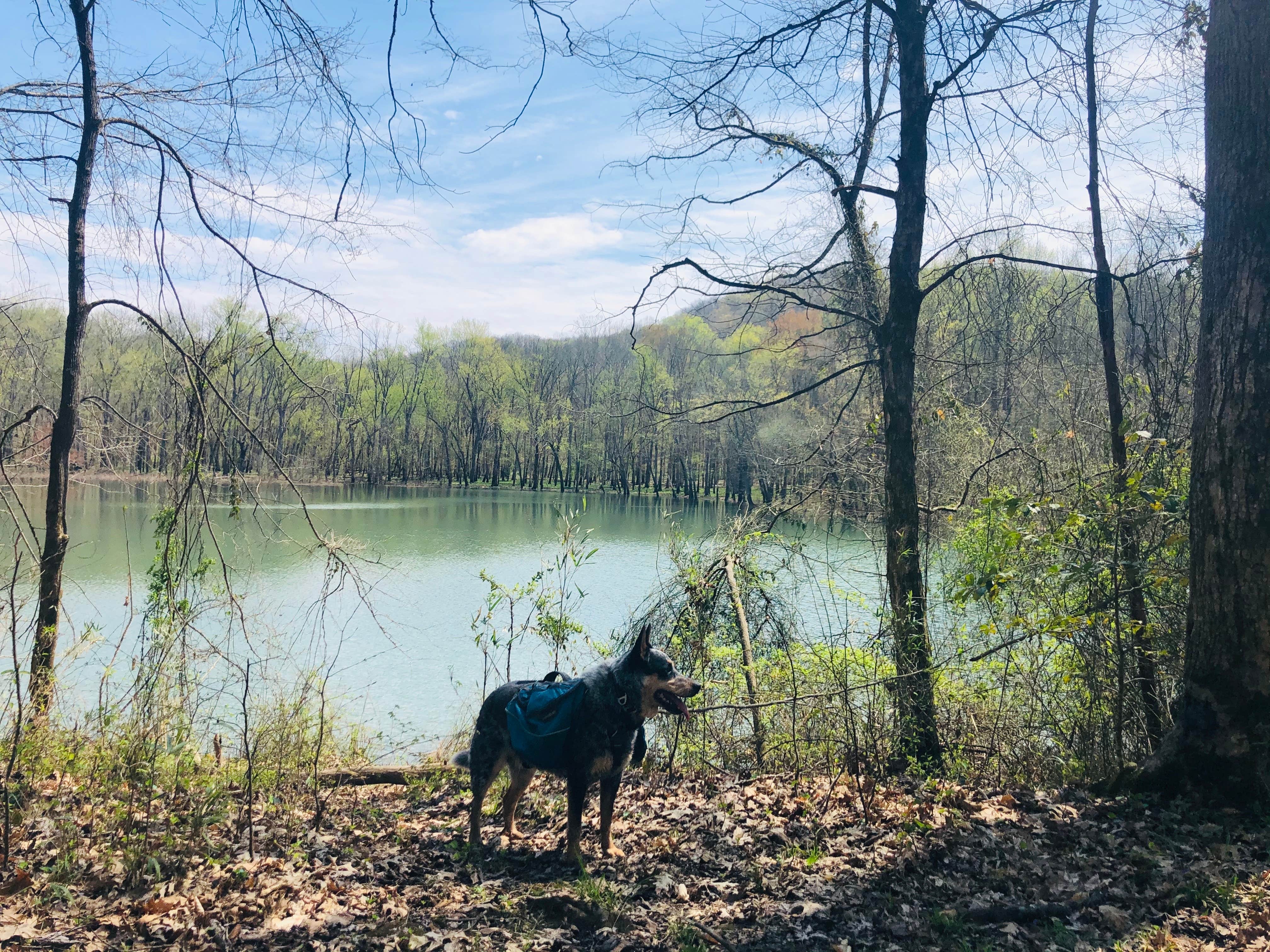 Shelly S.'s photo of camping with pets at First Creek Dispersed Camping — Mammoth Cave National Park near Hartford, KY