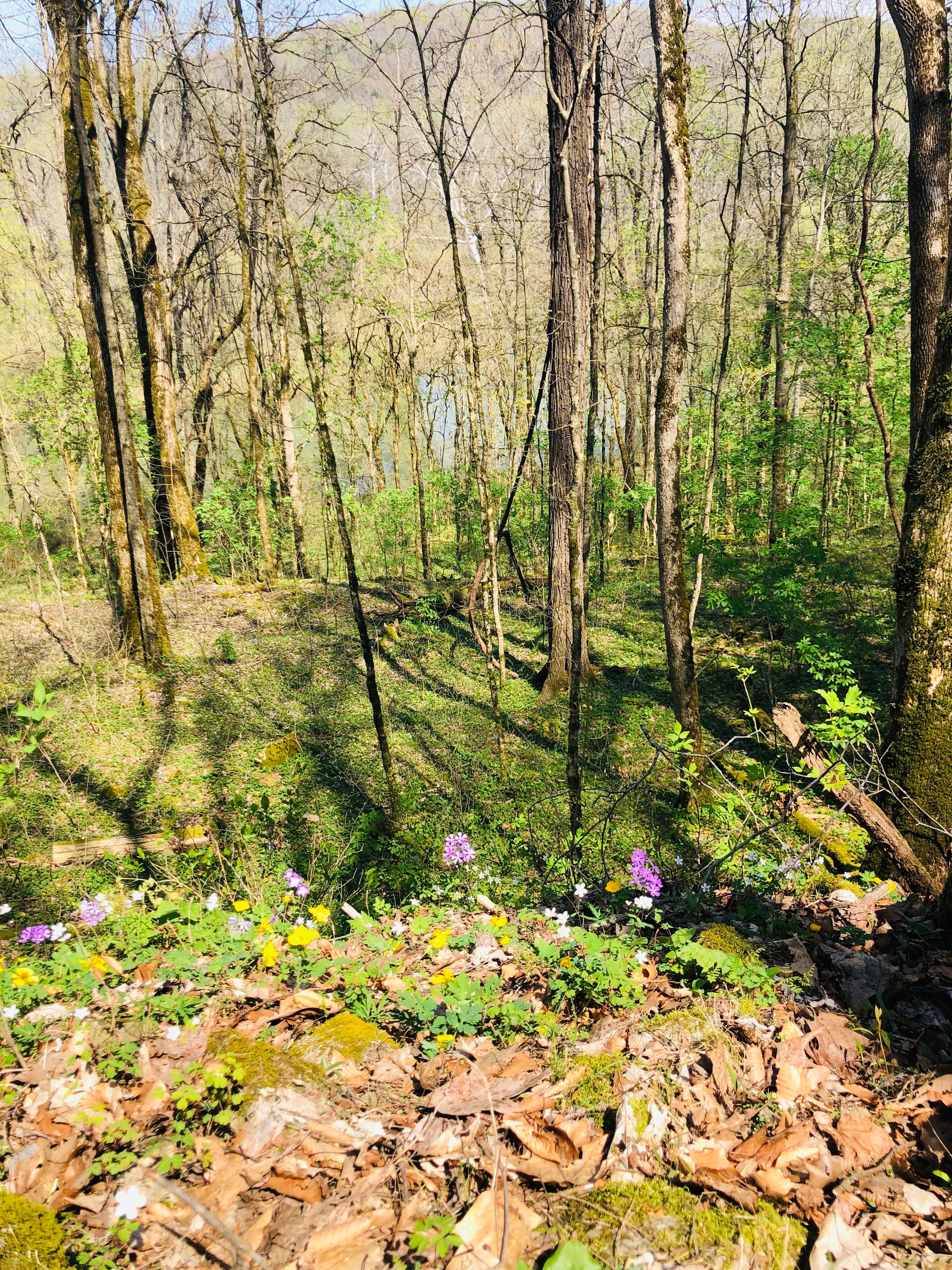 Camper submitted image from First Creek Dispersed Camping — Mammoth Cave National Park - 2