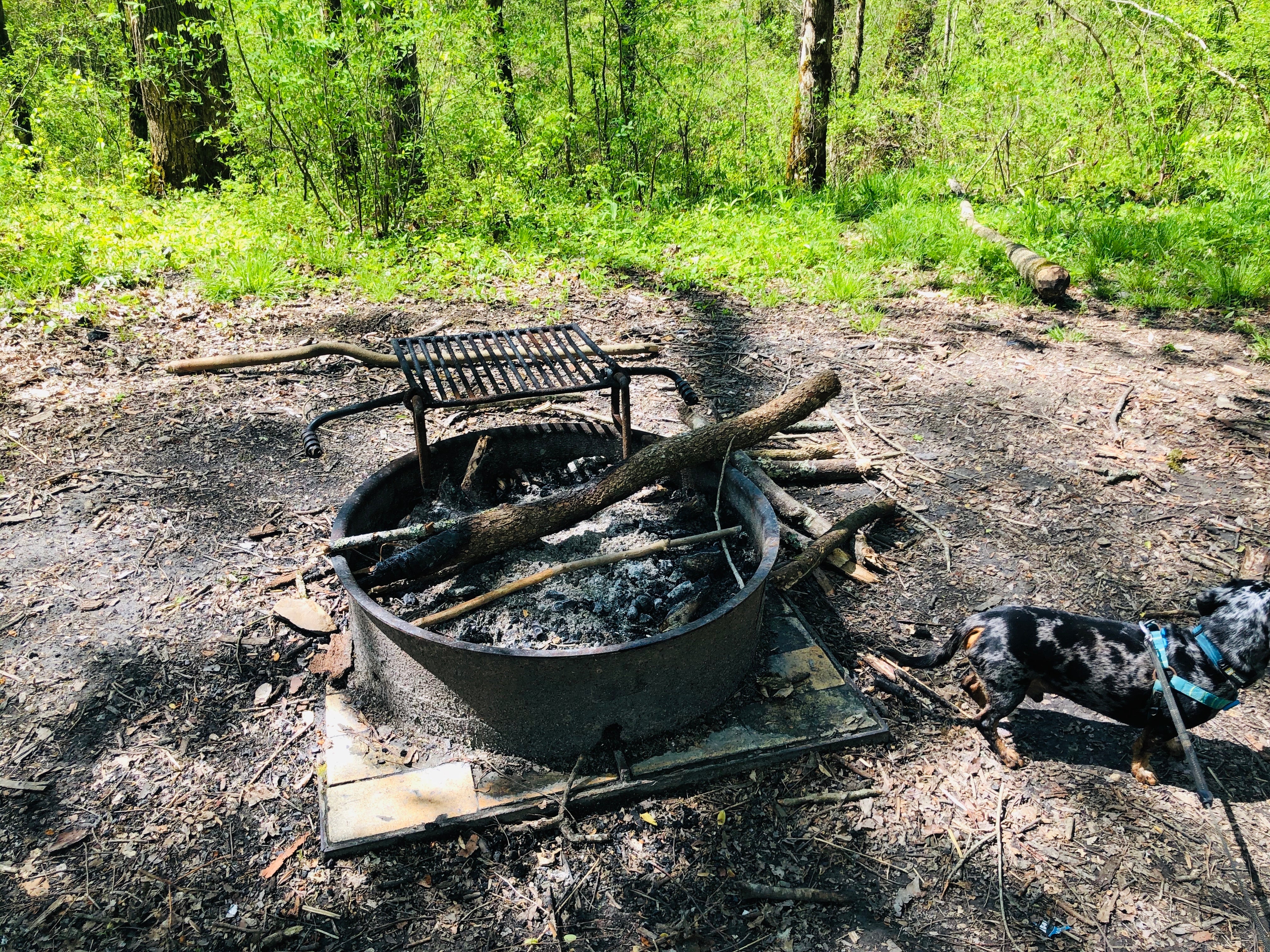 Camper submitted image from First Creek Dispersed Camping — Mammoth Cave National Park - 4