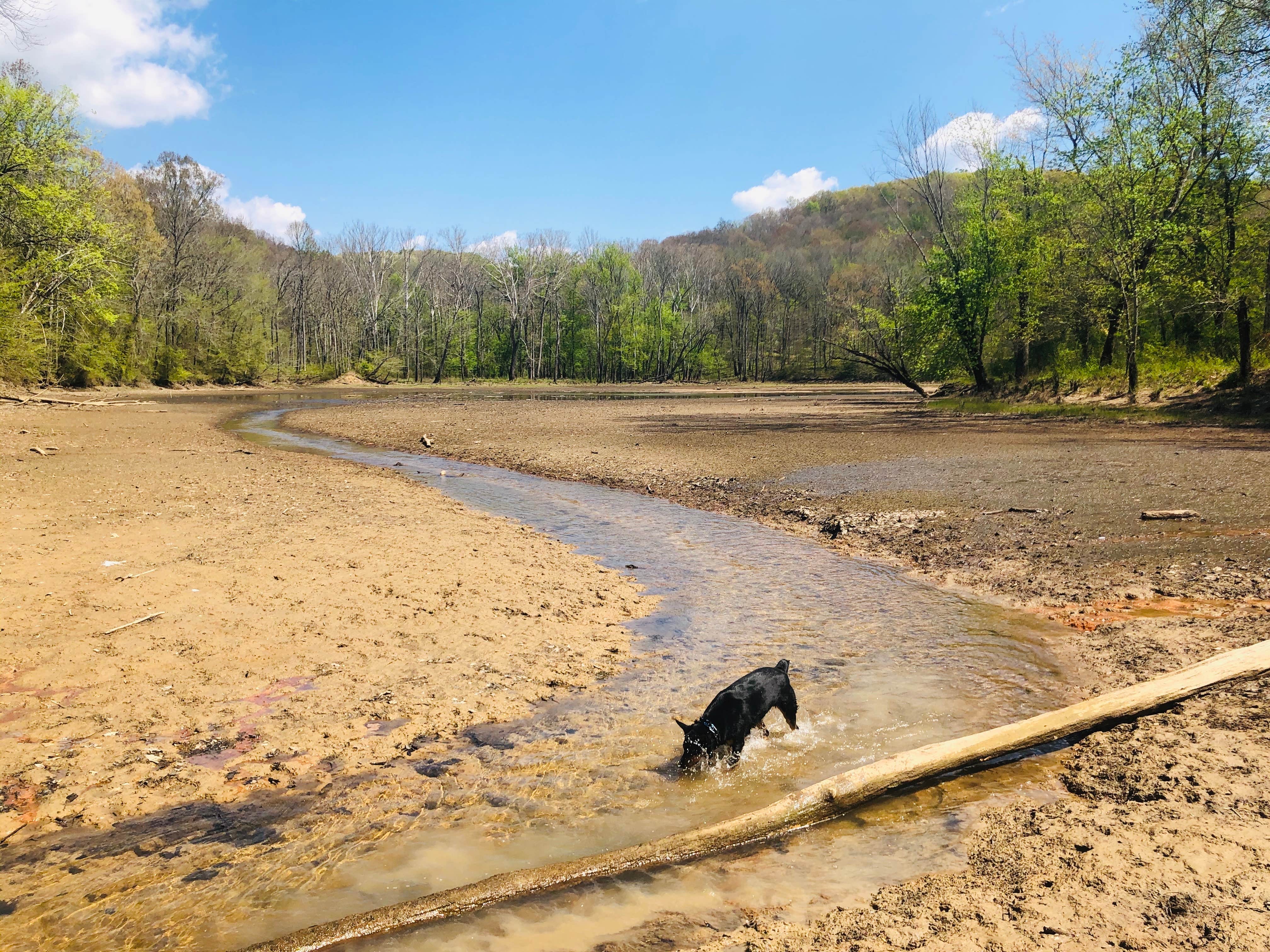 Shelly S.'s photo of camping with pets at First Creek Dispersed Camping — Mammoth Cave National Park near Leitchfield, KY
