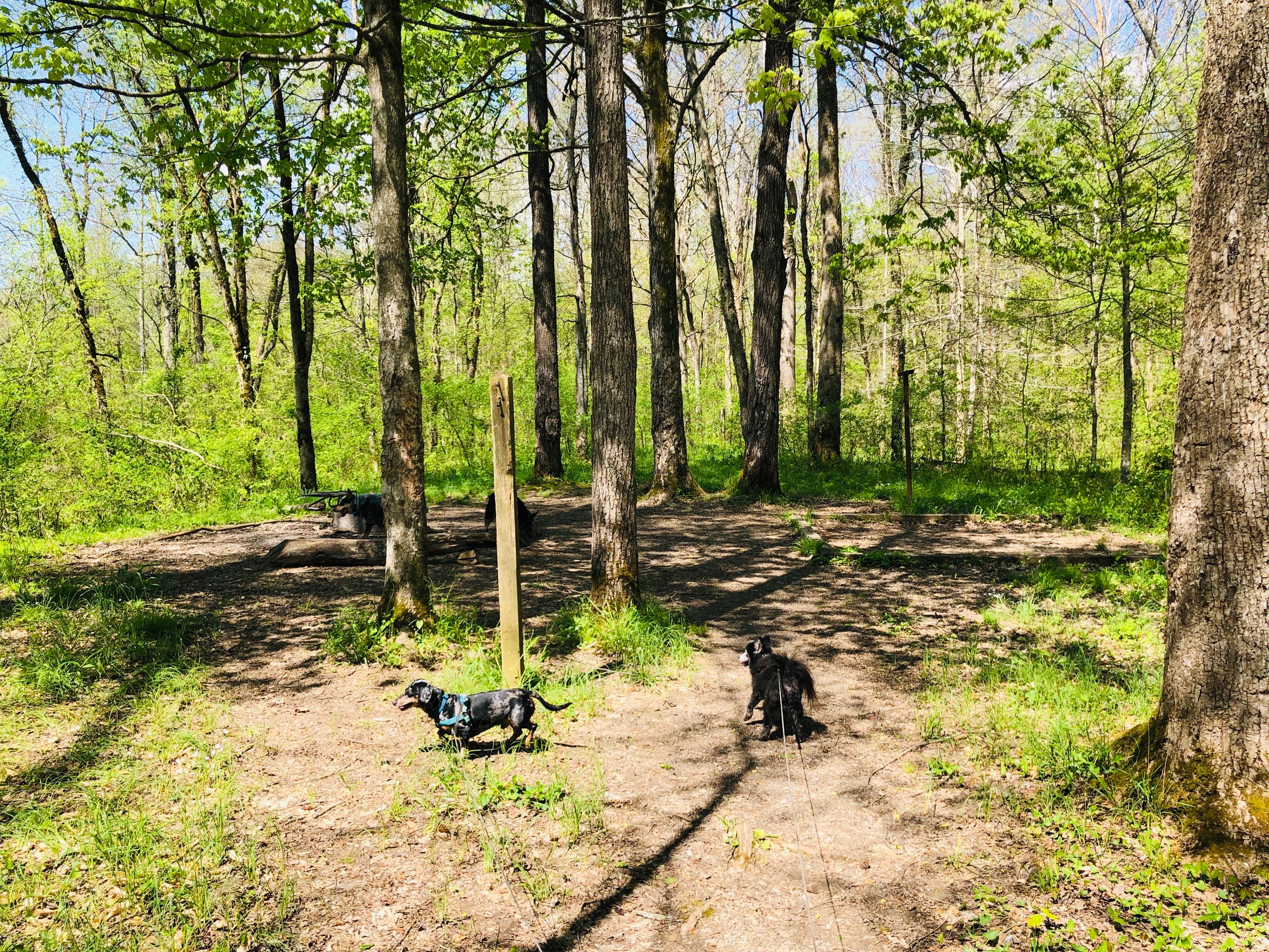 Camper-submitted photo at First Creek Dispersed Camping — Mammoth Cave National Park near Union Star, KY
