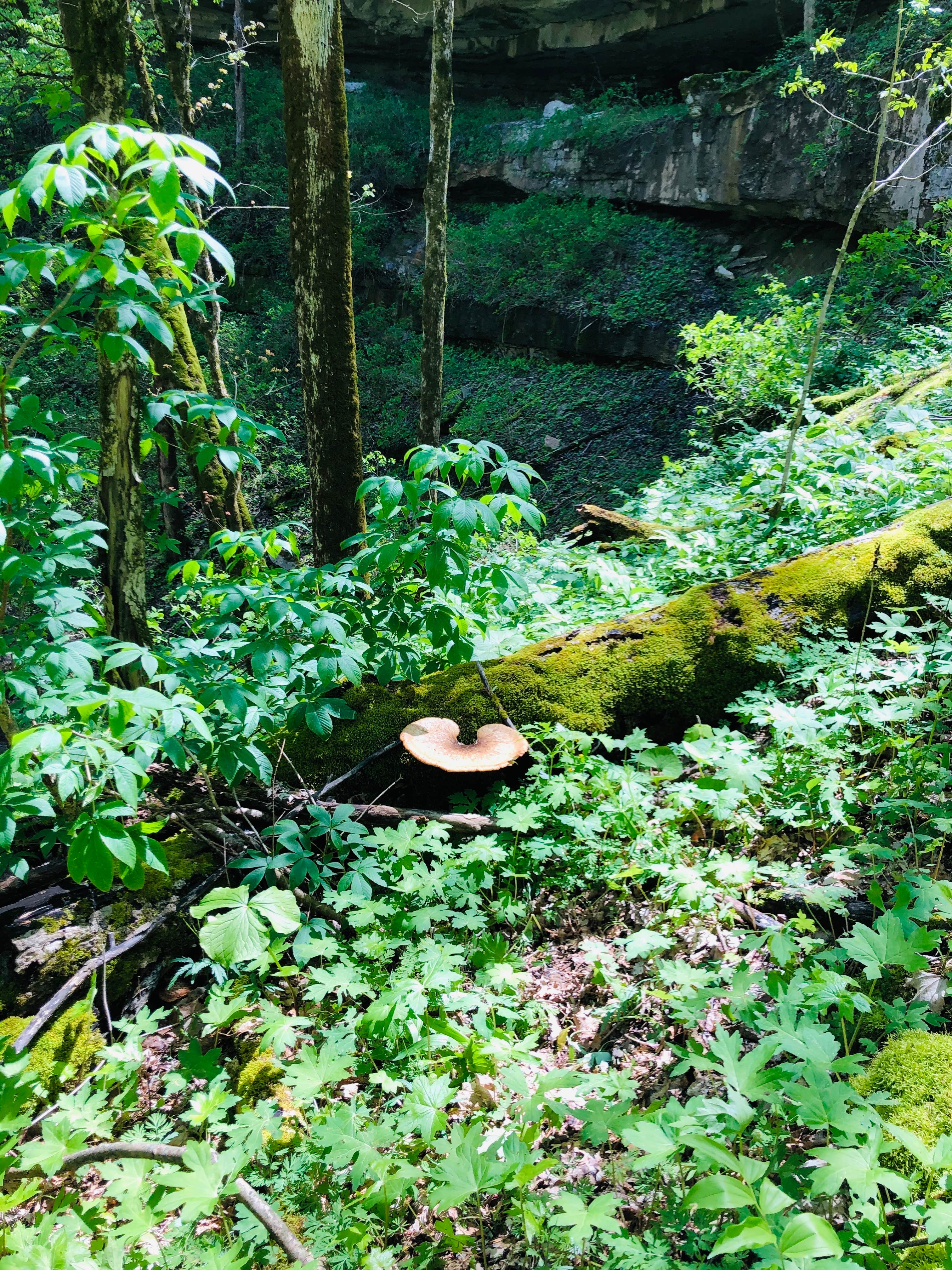 Camper-submitted photo at First Creek Dispersed Camping — Mammoth Cave National Park near Union Star, KY