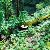 Review photo of First Creek Dispersed Camping — Mammoth Cave National Park by Shelly S., April 28, 2020