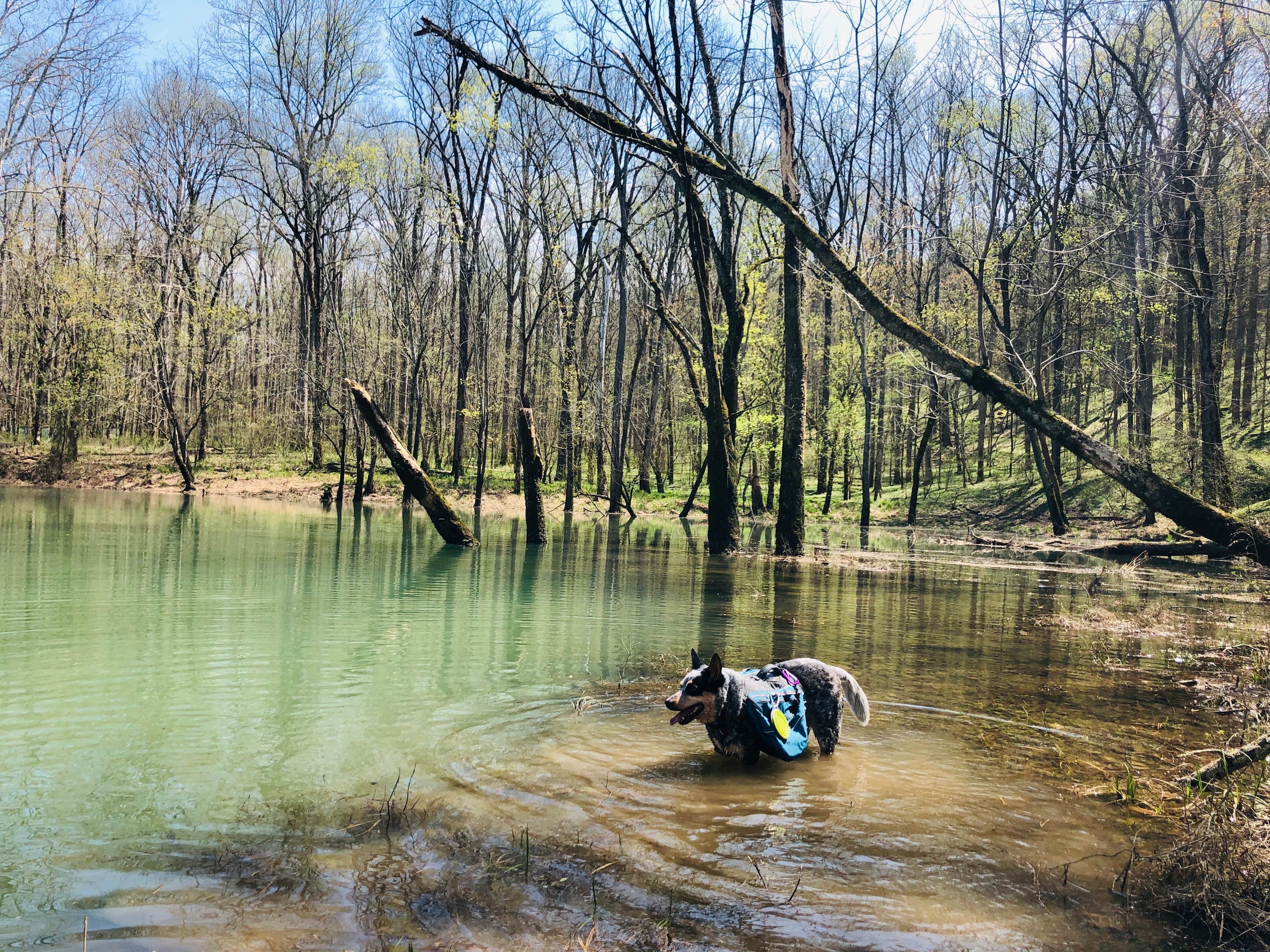 Camper-submitted photo at First Creek Dispersed Camping — Mammoth Cave National Park near Union Star, KY