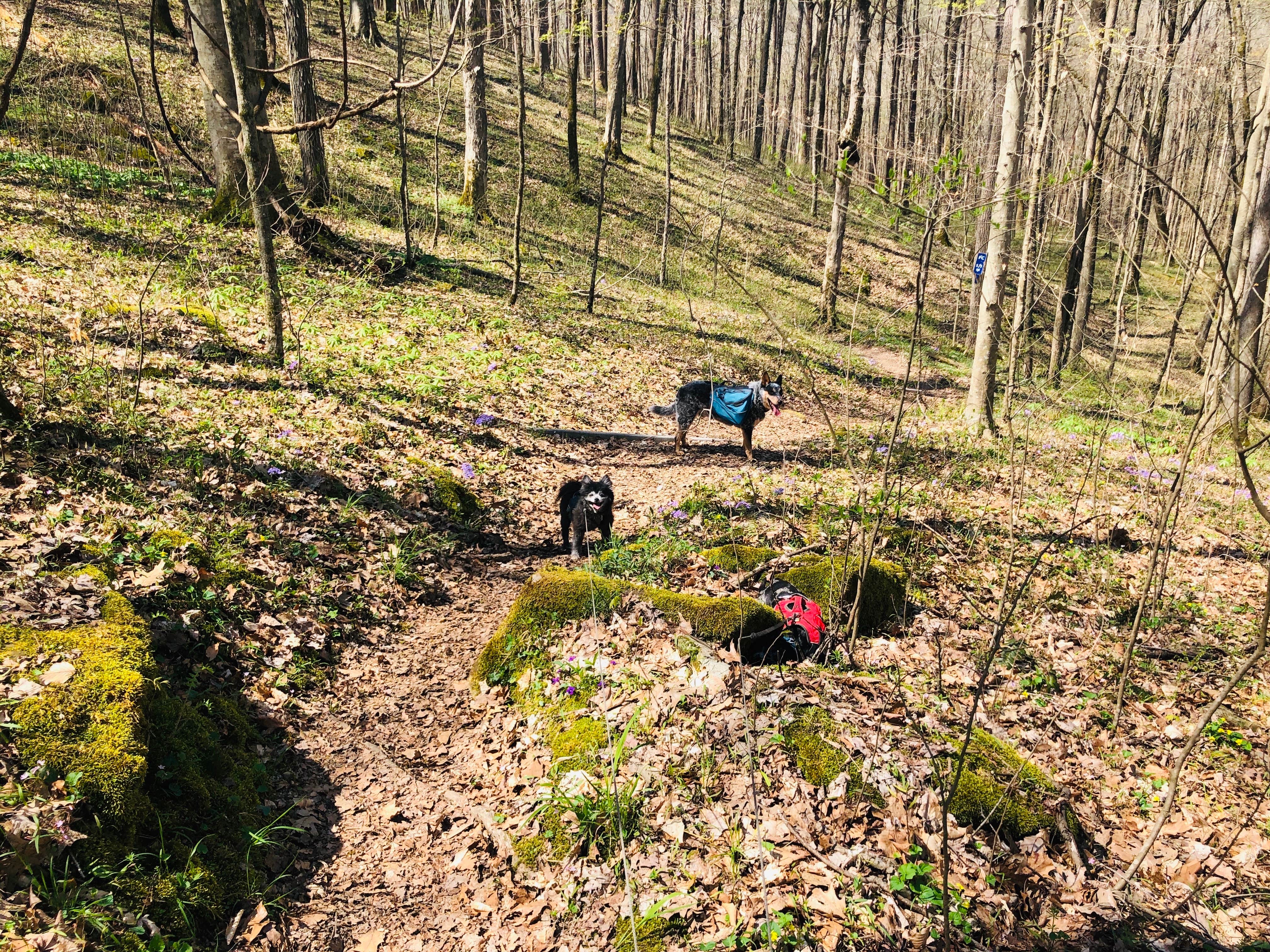 Camper-submitted photo at First Creek Dispersed Camping — Mammoth Cave National Park near Union Star, KY