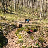 Review photo of First Creek Dispersed Camping — Mammoth Cave National Park by Shelly S., April 28, 2020